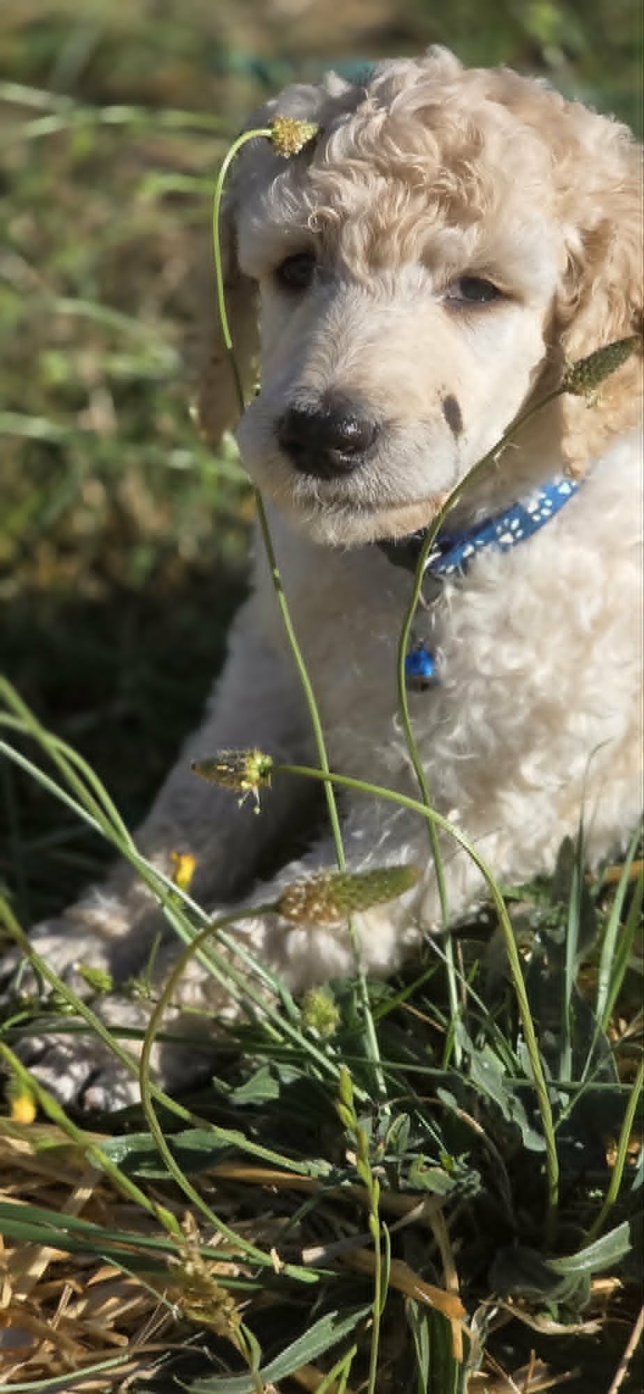 White Standard Poodle puppy sitting in tall grass during an outdoor socialization session at Valaurah Farms in Oregon.