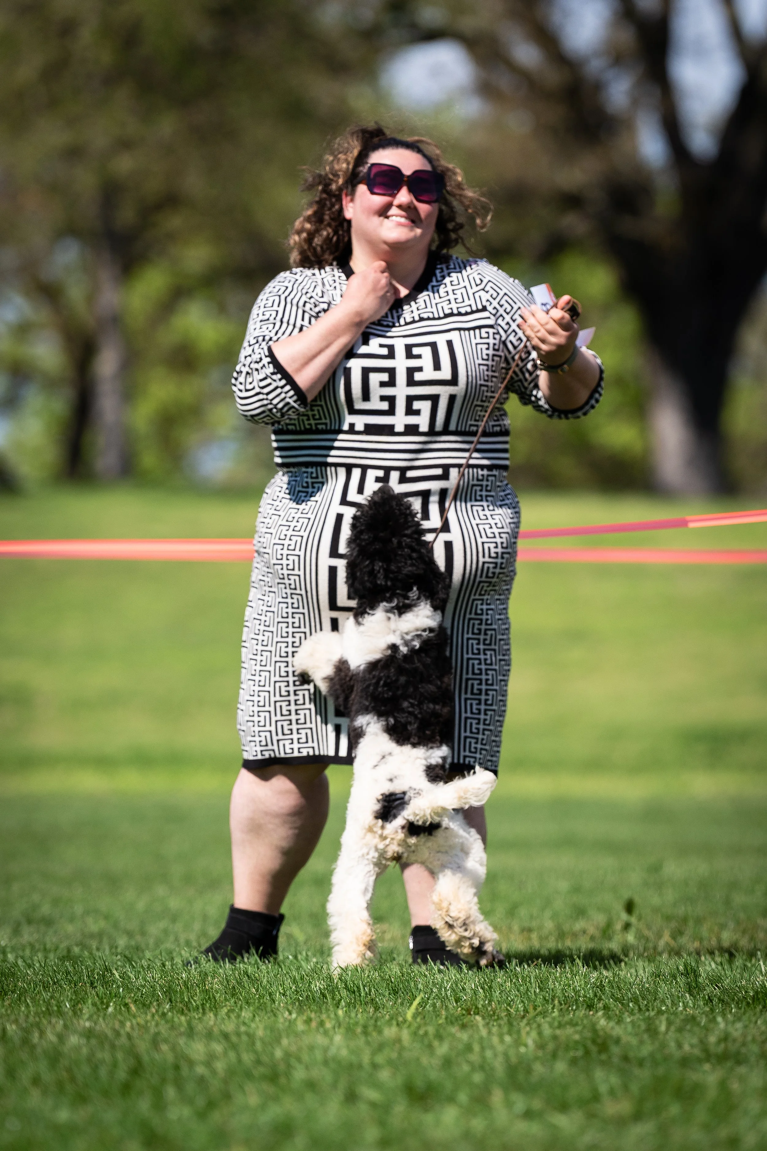Standard Poodle puppy jumping toward handler showing engagement and drive