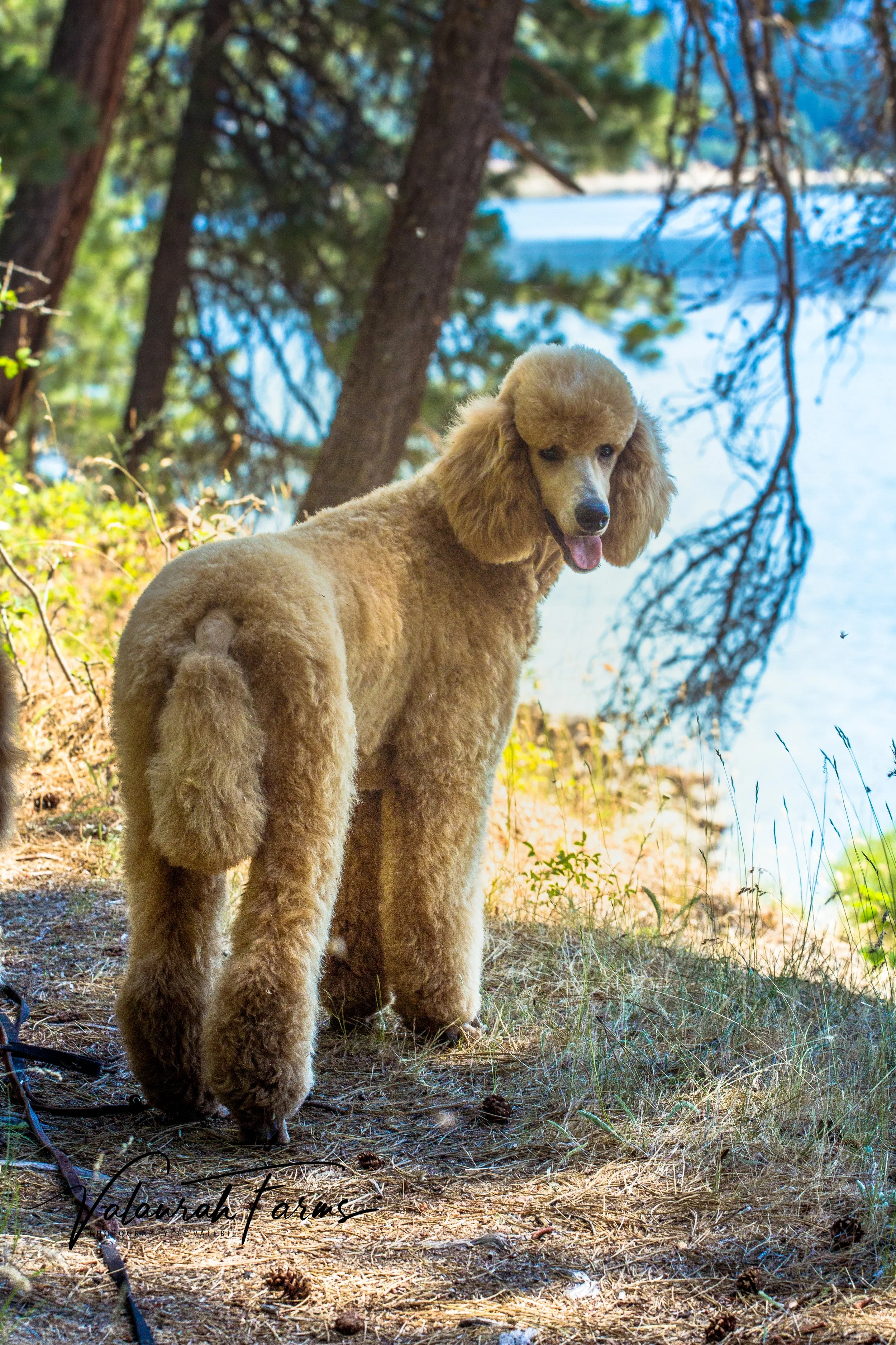 Standard Poodle living in a guardian home in Oregon out hiking with family