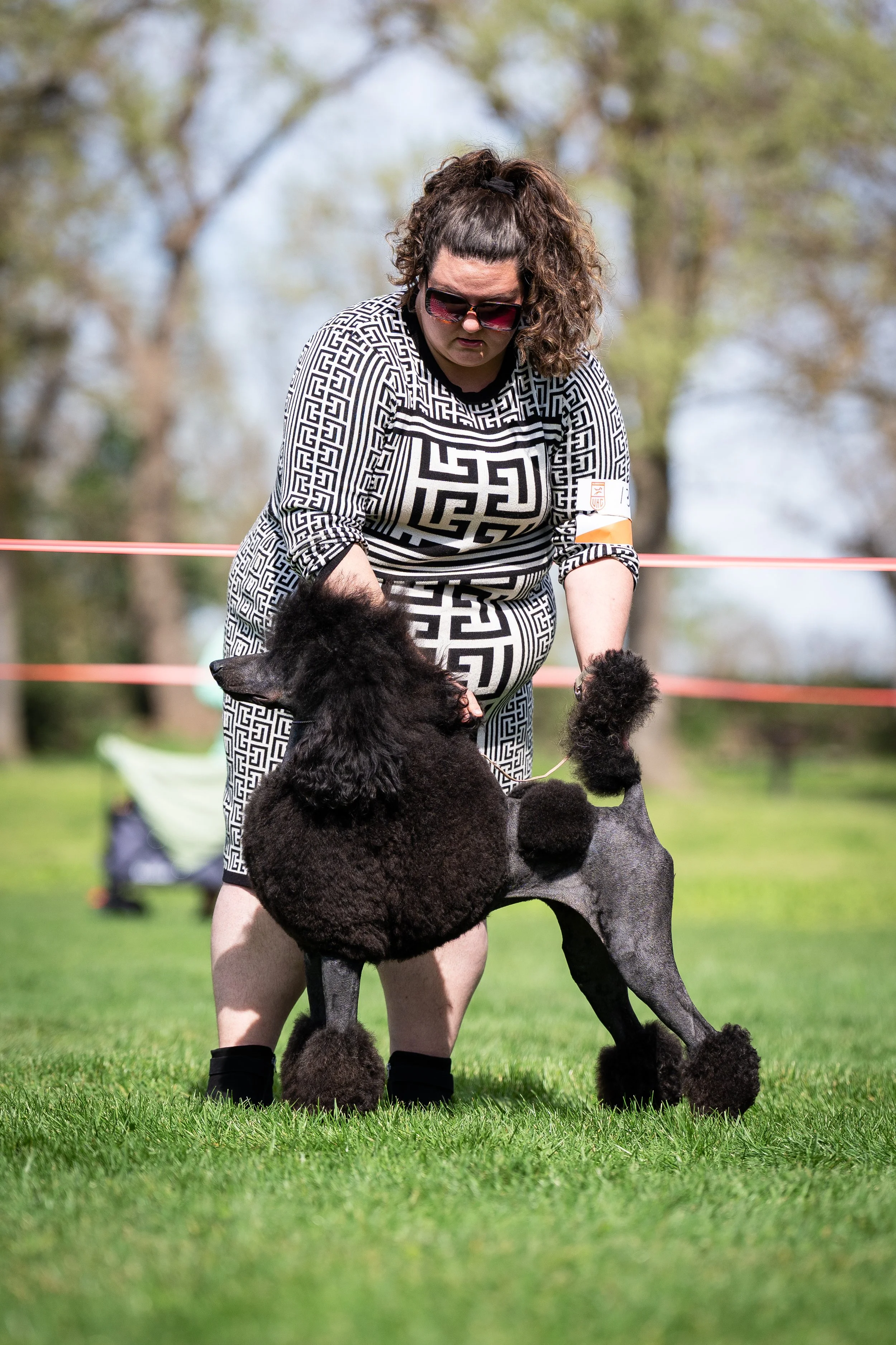 Tatianna, imported black Standard Poodle from Poland at Valaurah Farms in Oregon, showcasing elegant structure, beautiful movement, and exceptional breed type.