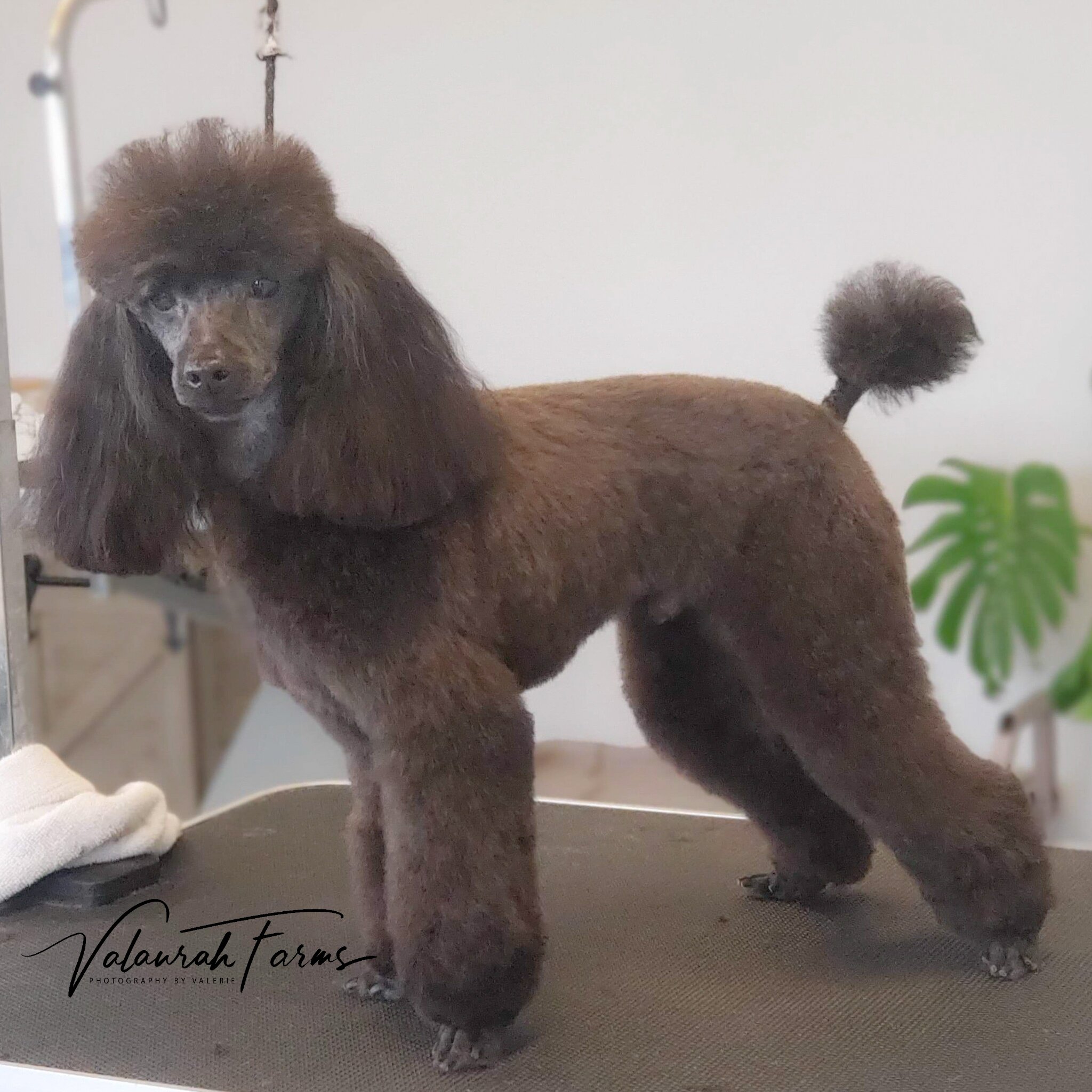 Prince Toy Poodle Stud Located In