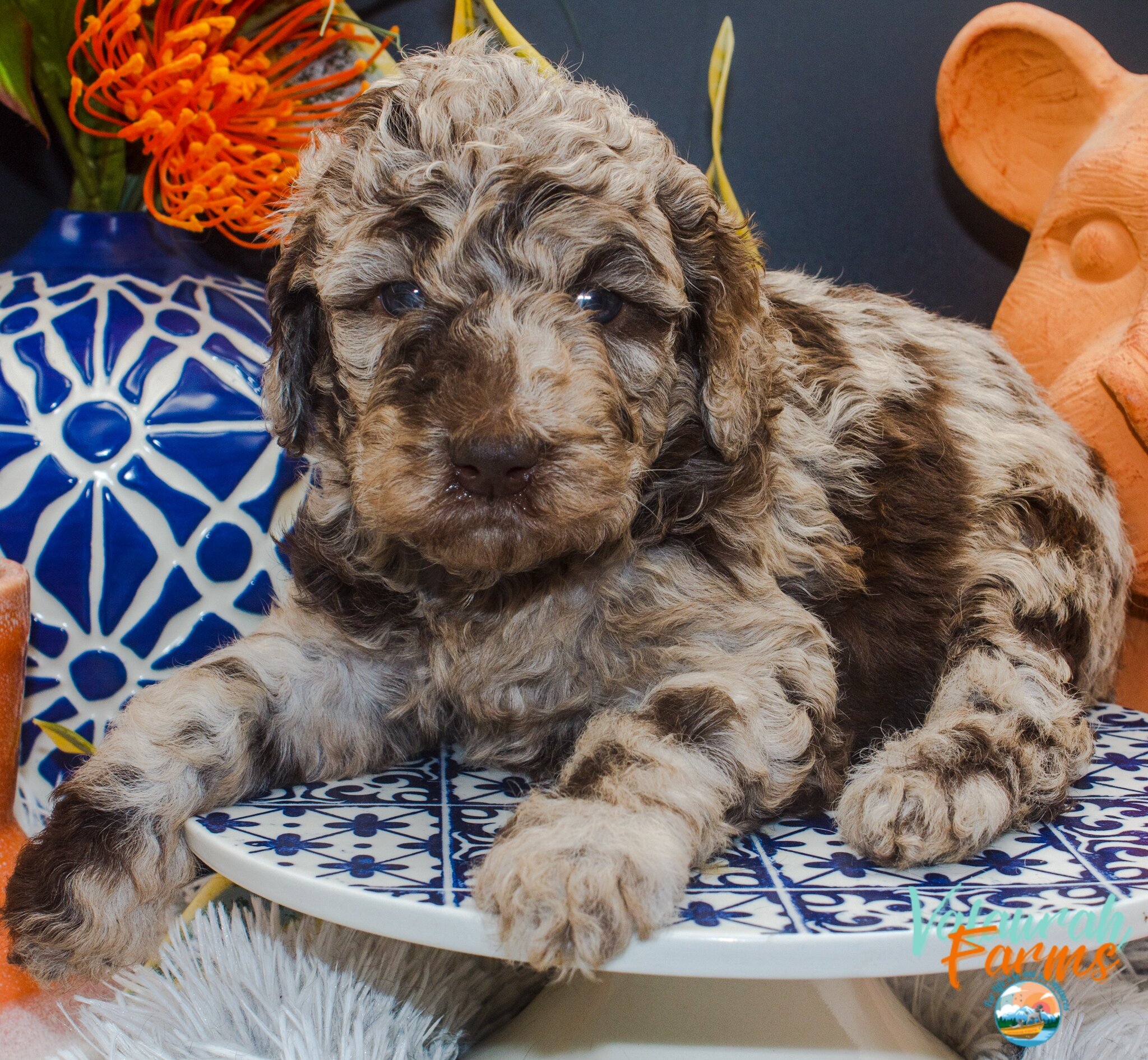 Best merle moyen poodle Outlet