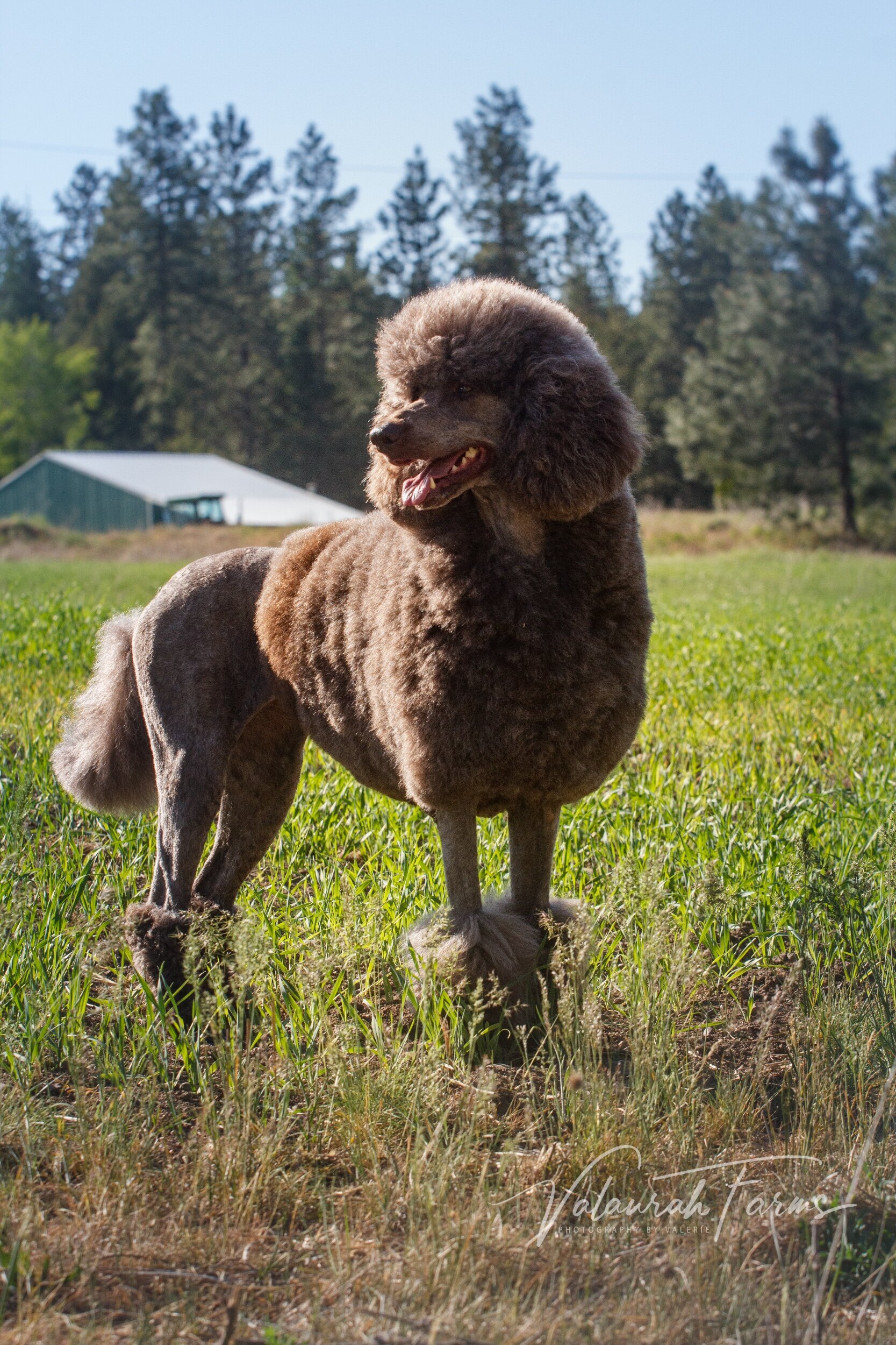 Zelda - Retired — Valaurah Farms Poodles and Doodles of the PNW
