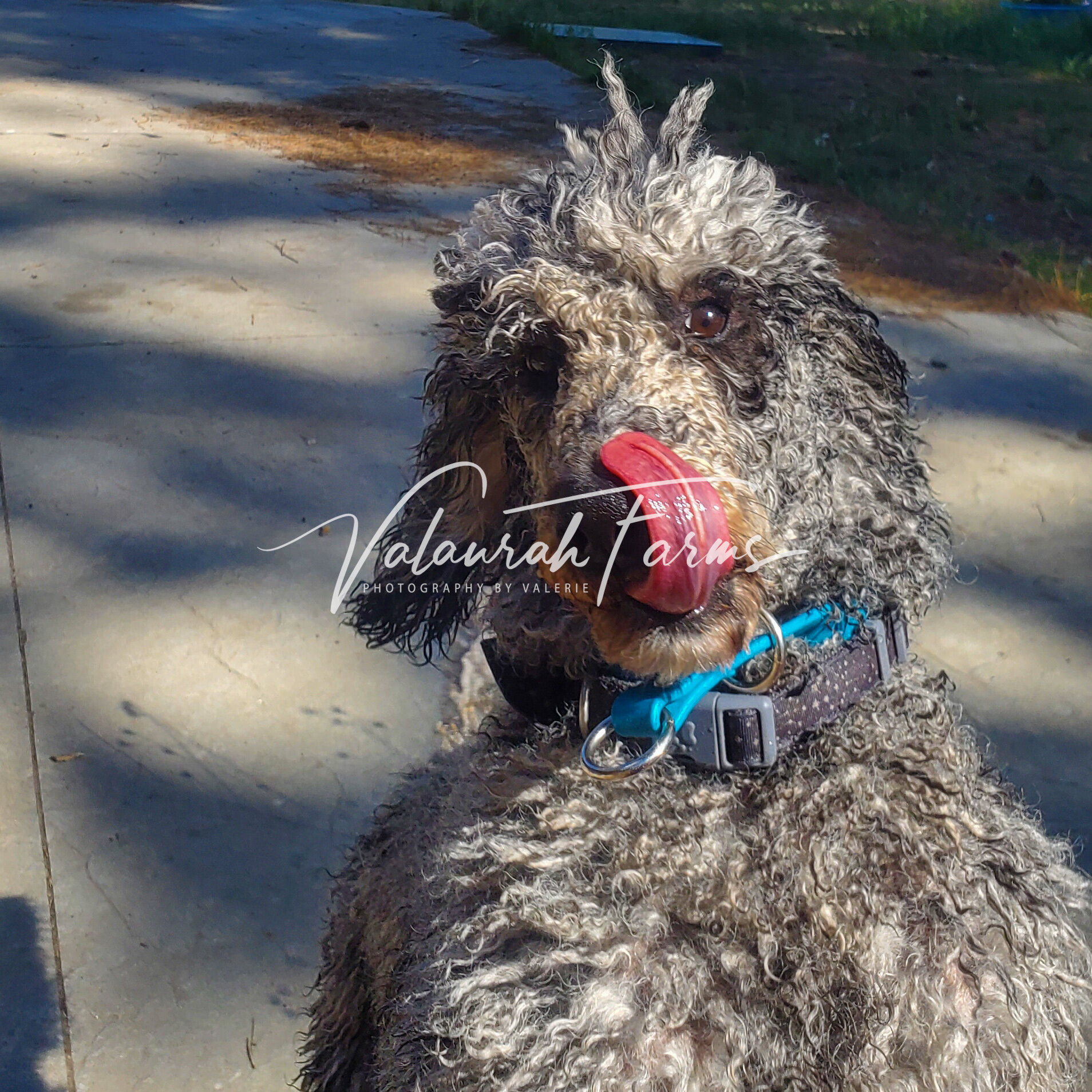 Blue Merle Standard Poodle with Tongue