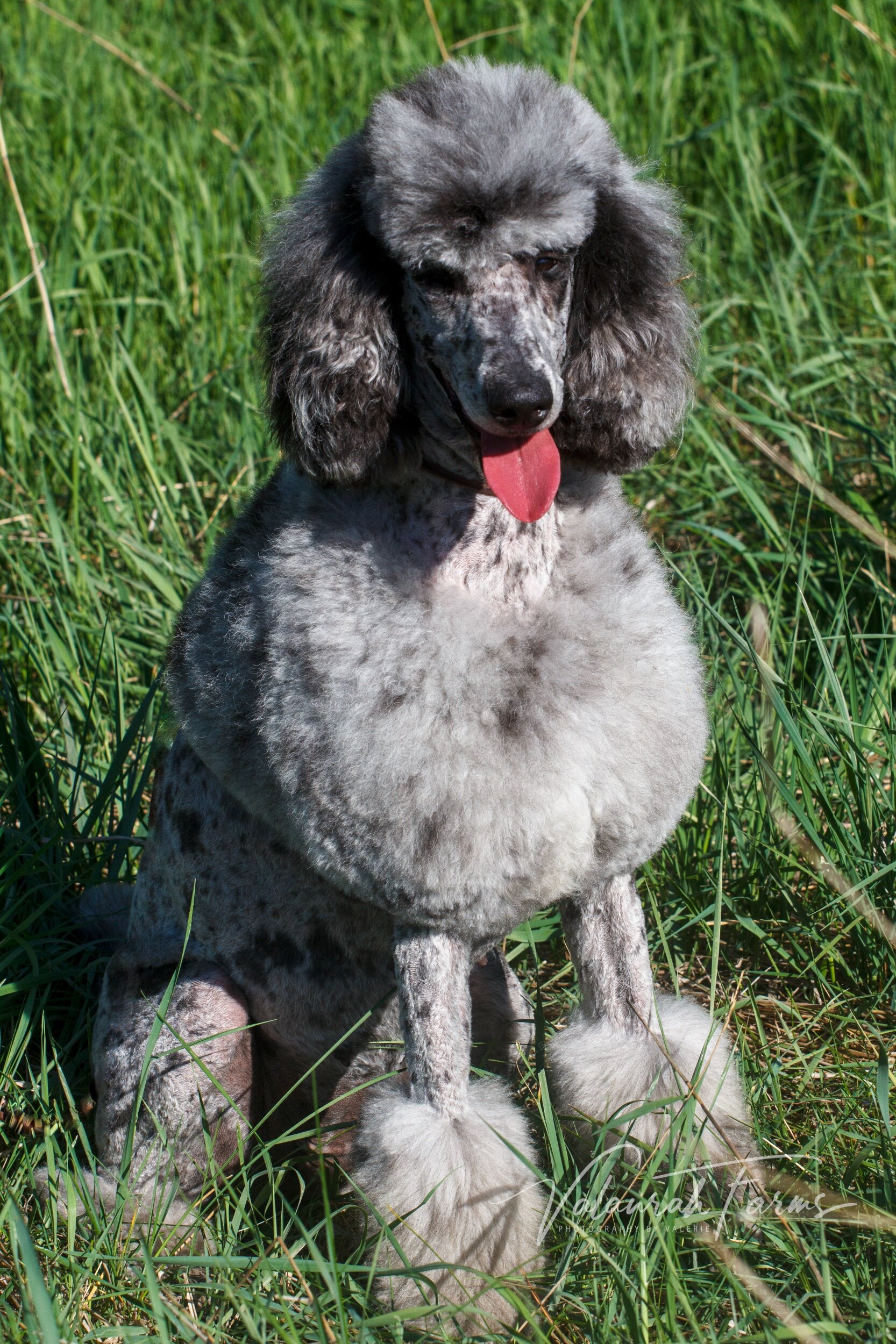 Blue Merle Standard Poodle in Grass