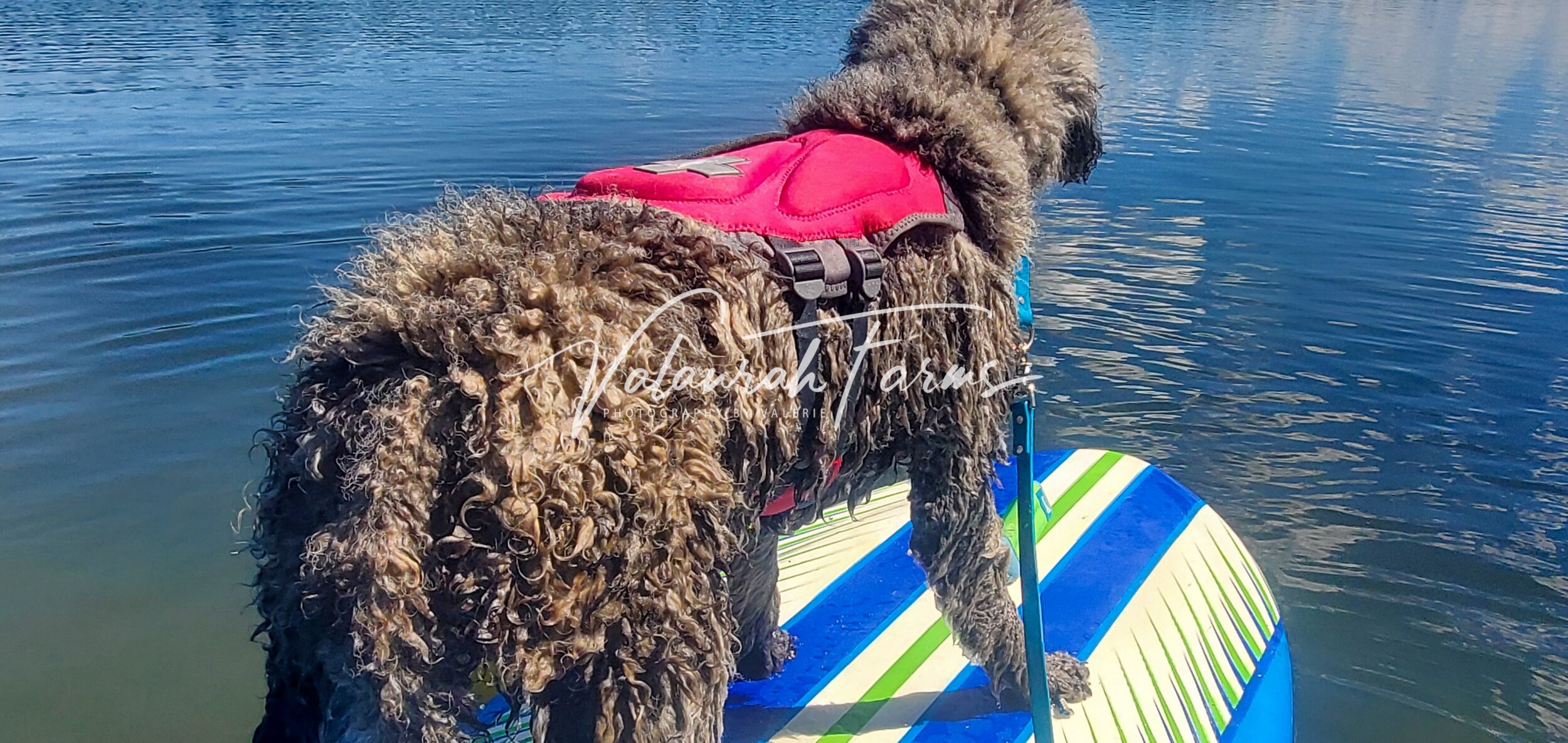 Blue Merle Standard Poodle on Paddleboard