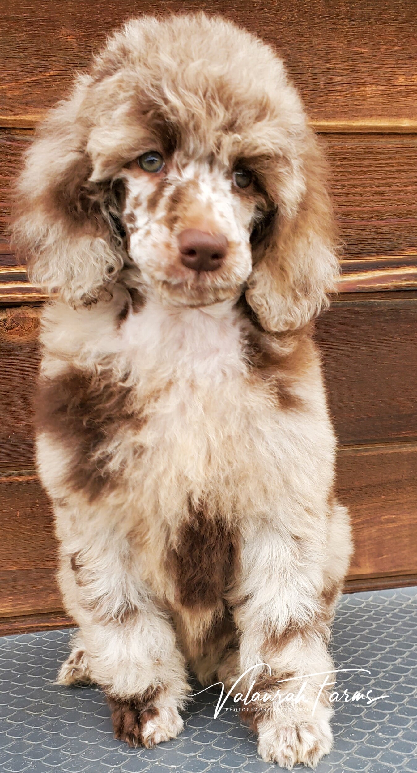 Merle Moyen Poodle Puppy in Washington State