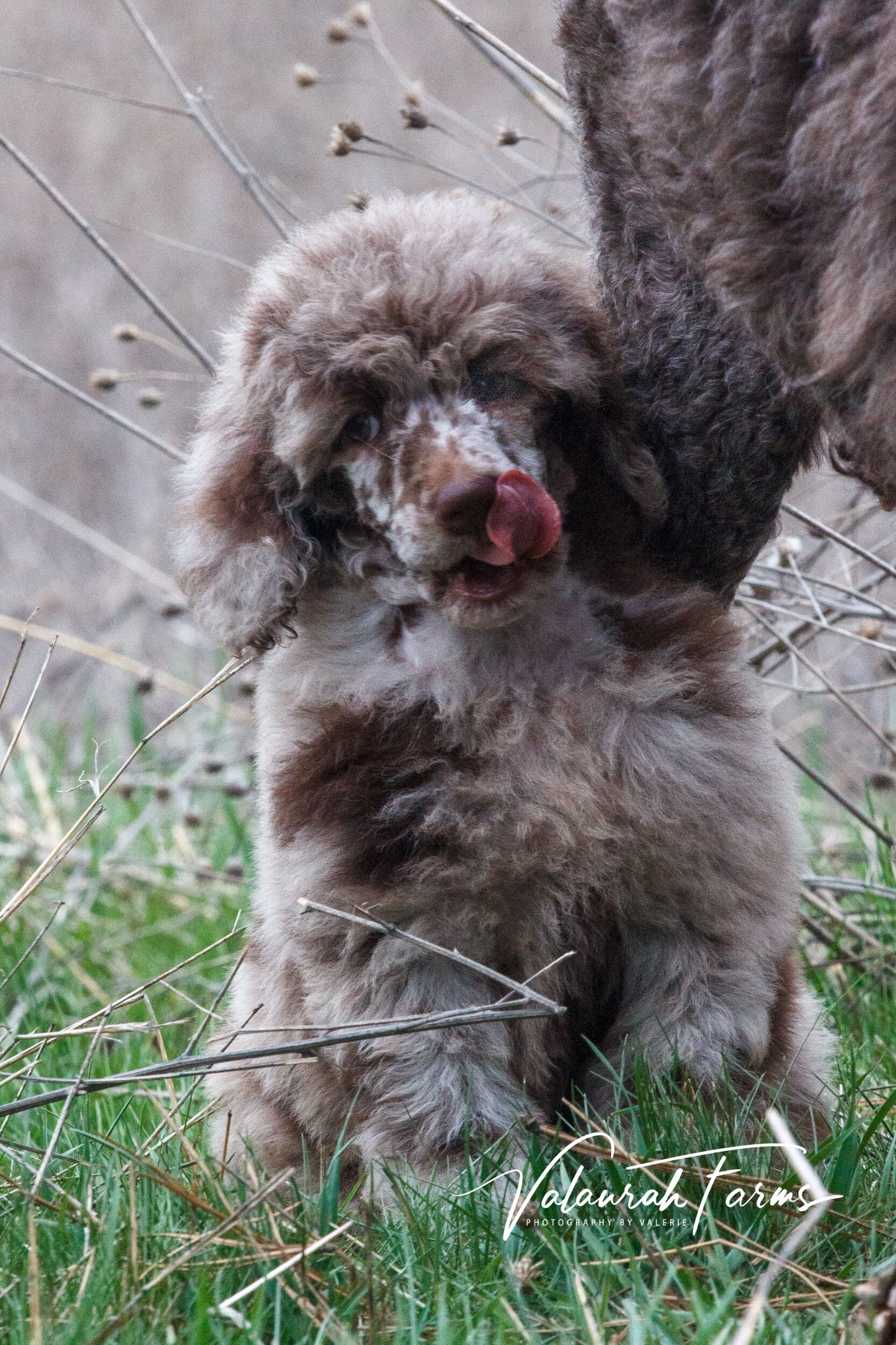 Merle Moyen Poodle Puppy