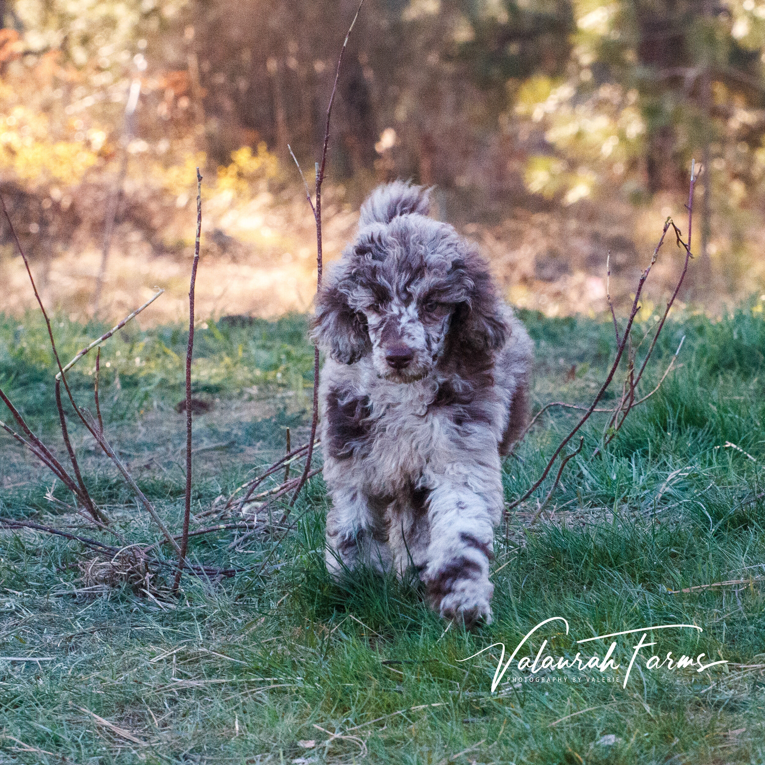 Brown Merle Standard Poodle