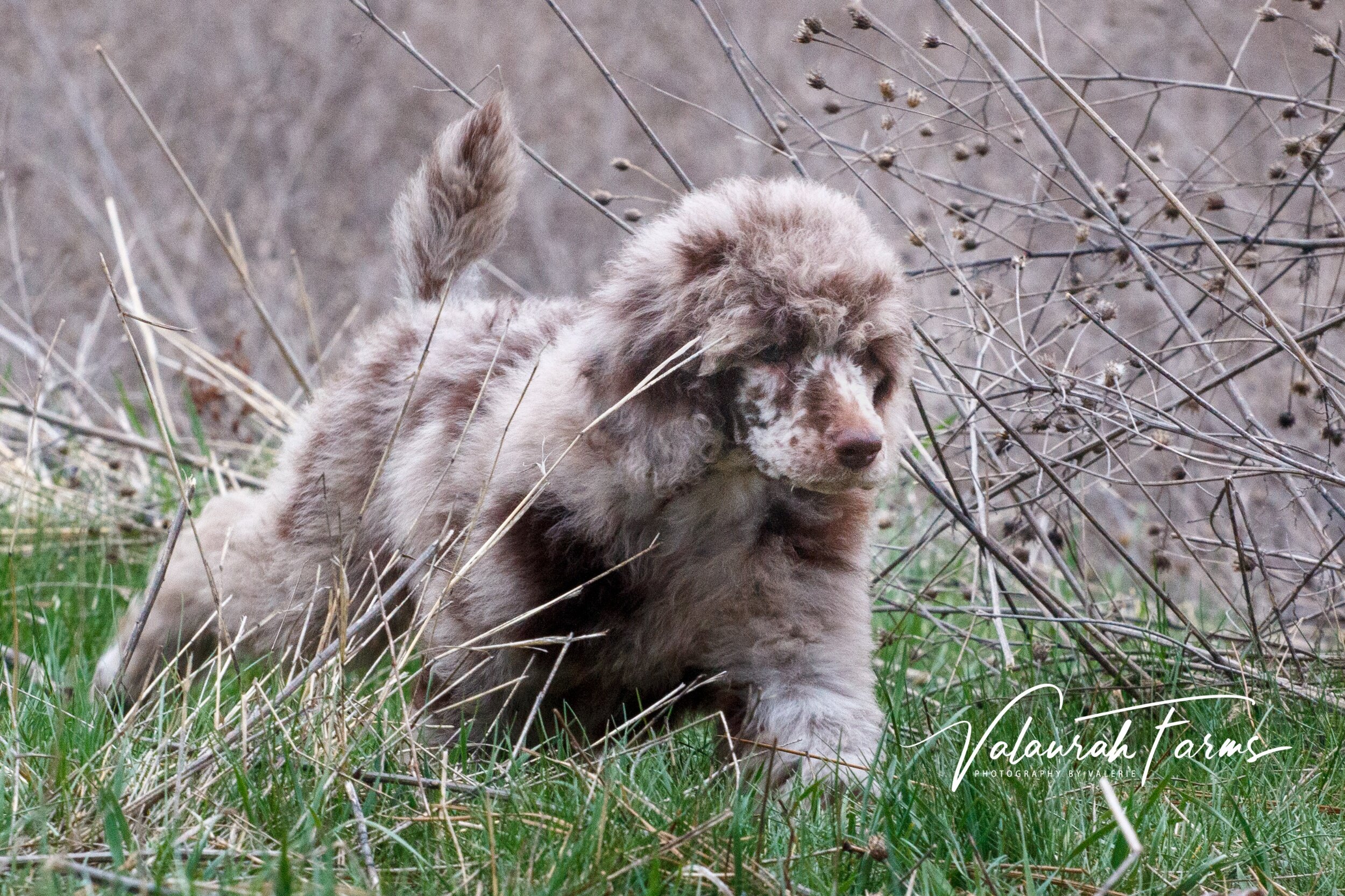 Chocolate Merle Poodles