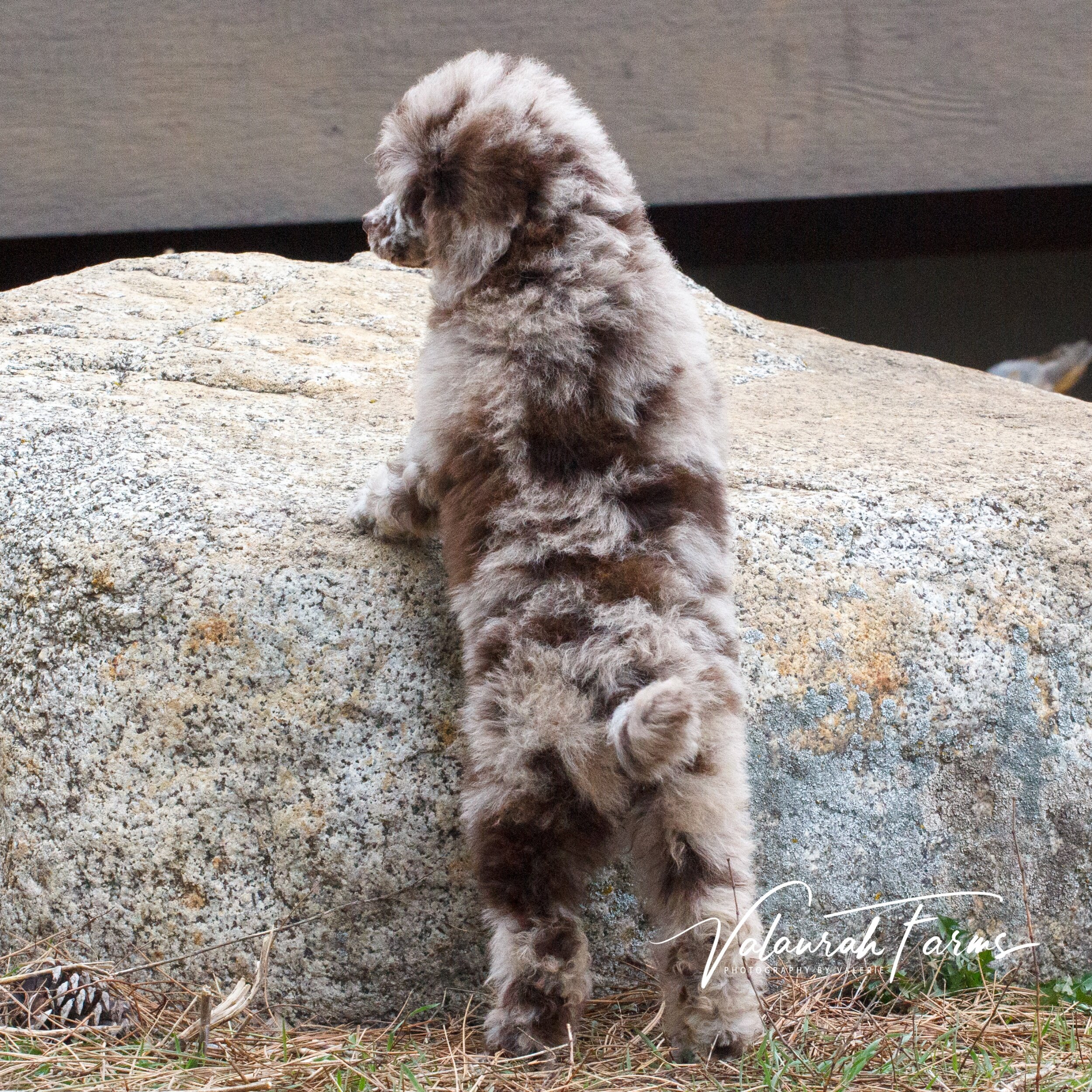 Merle Poodle Chocolate Color