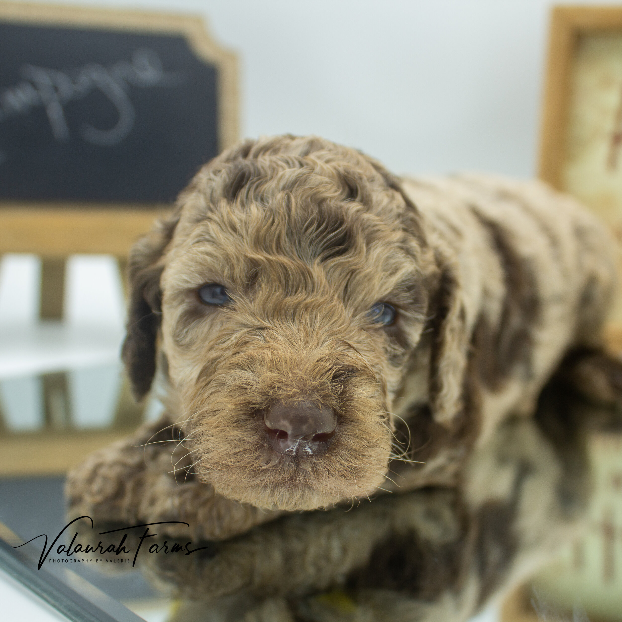 Champagne  Merle Small Standard Poodle Puppy -08.jpg
