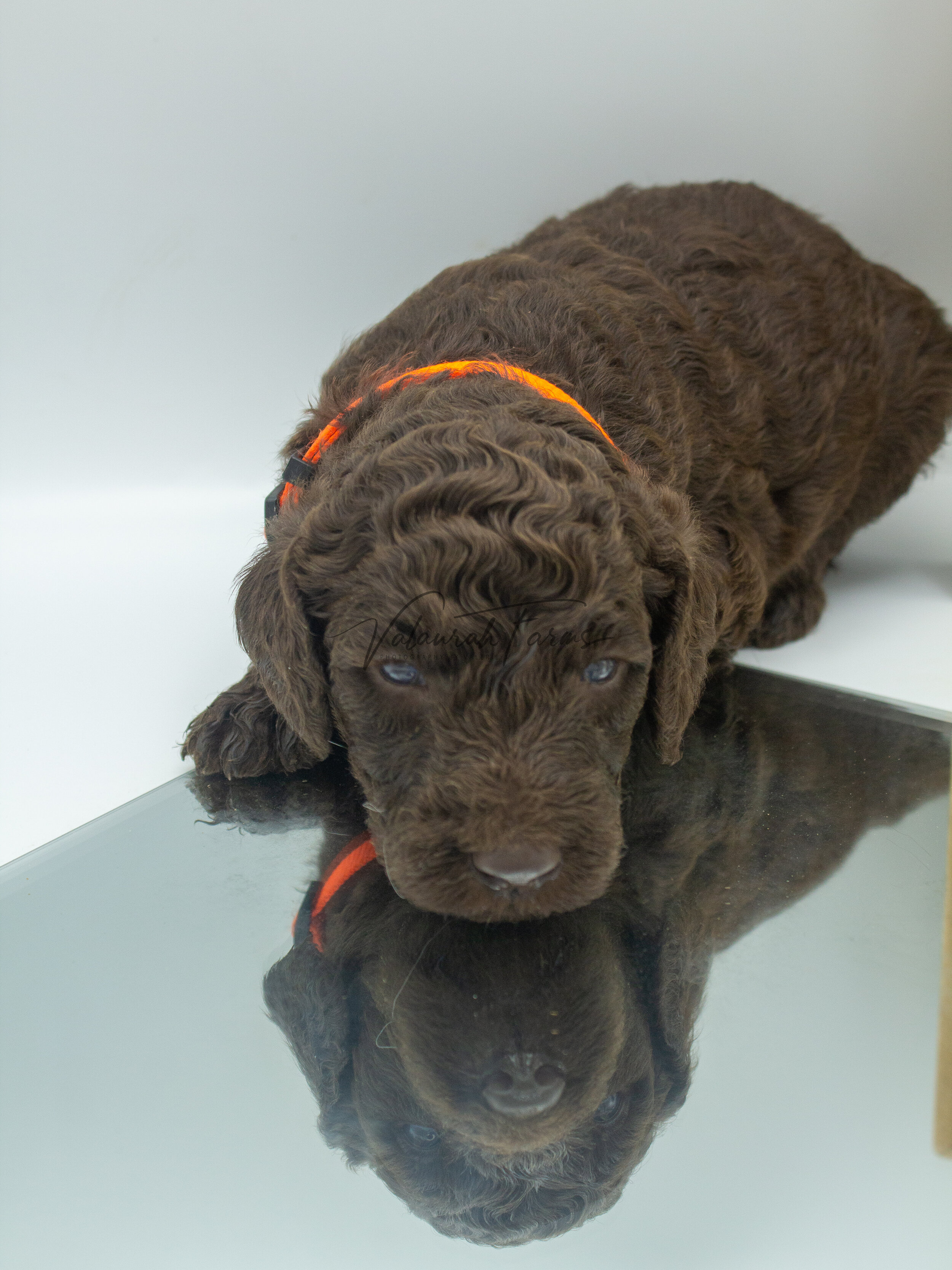 Flambe  Merle Small Standard Poodle Puppy -2.jpg