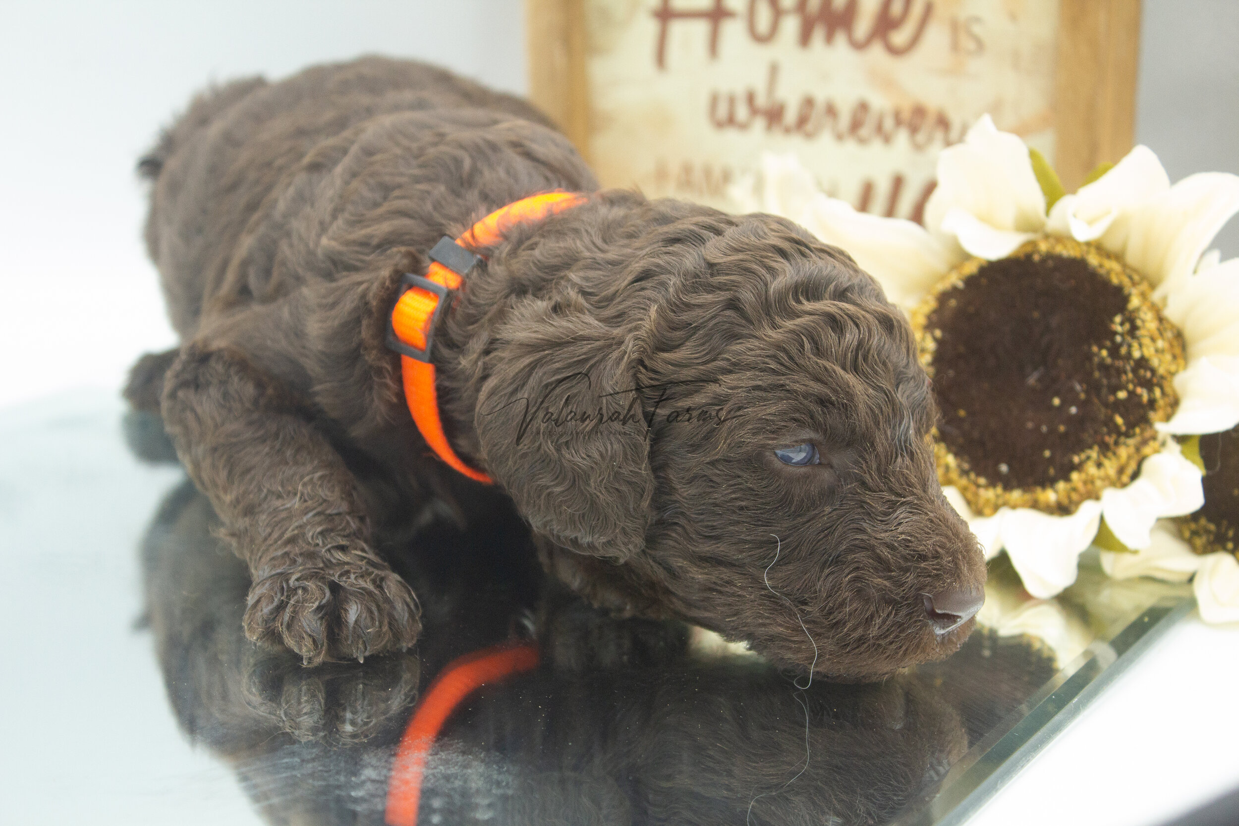 Flambe  Merle Small Standard Poodle Puppy -1.jpg
