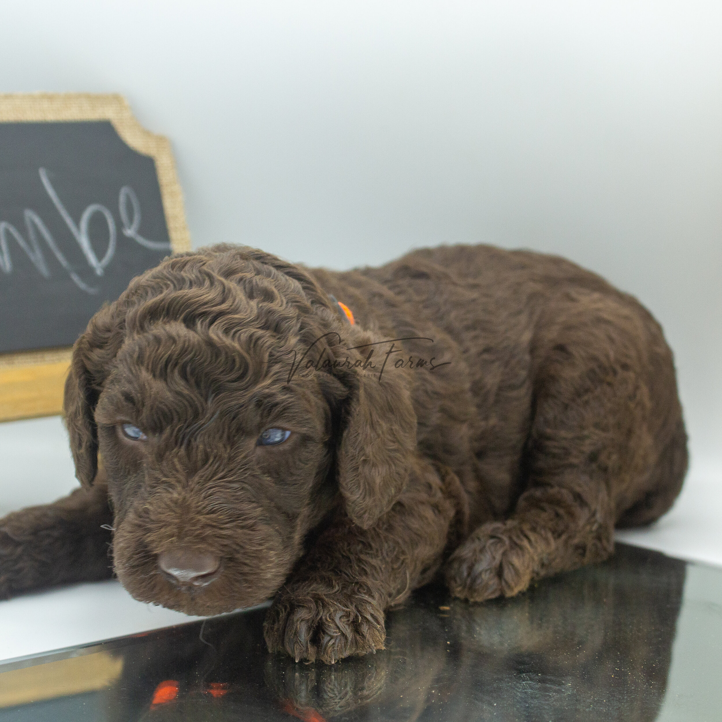 Flambe  Merle Small Standard Poodle Puppy -4.jpg