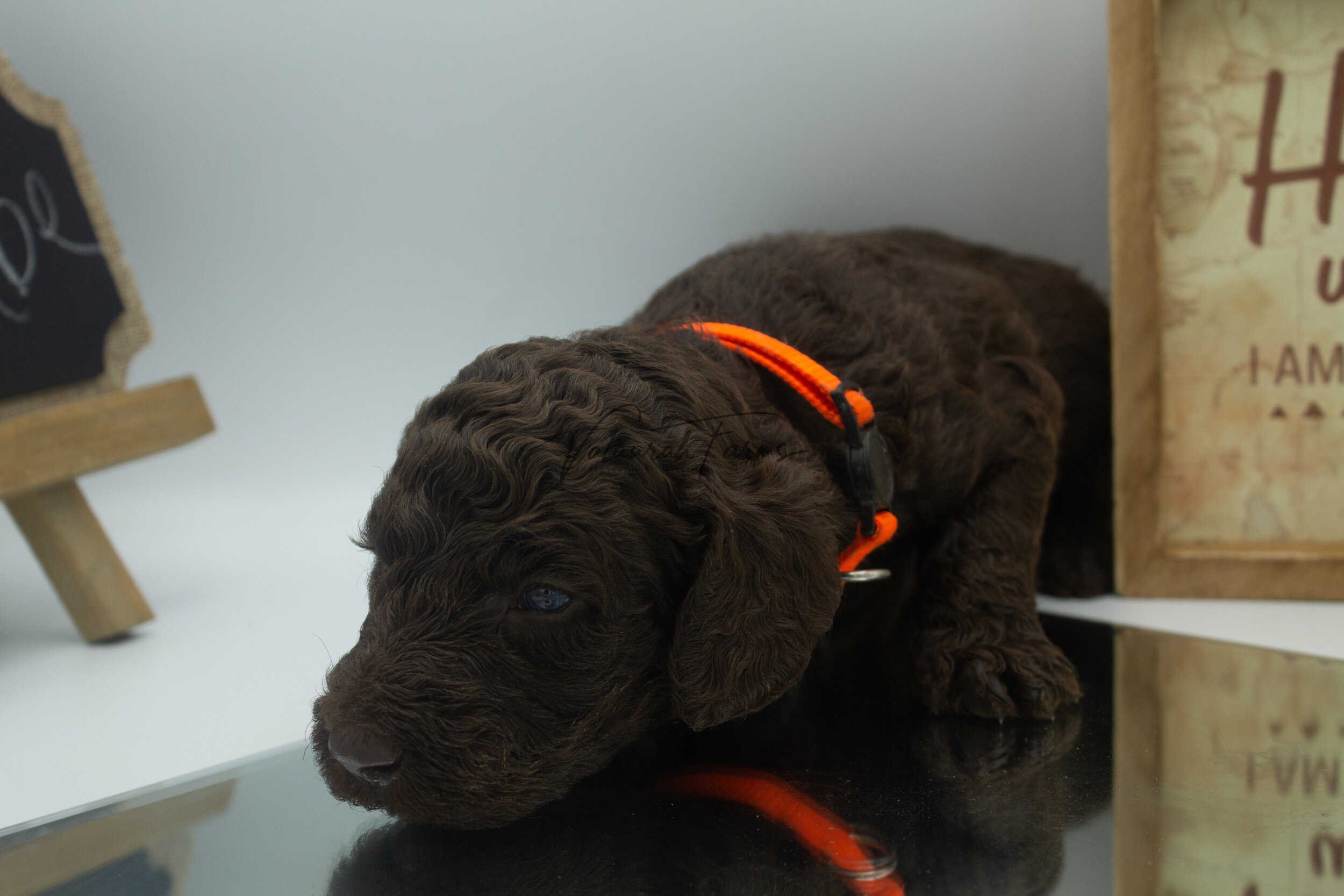 Flambe  Merle Small Standard Poodle Puppy -3.jpg
