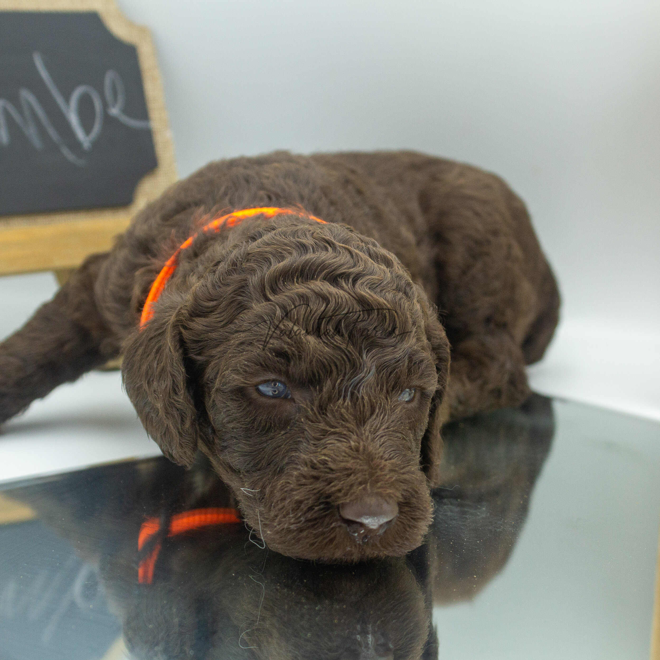 Flambe  Merle Small Standard Poodle Puppy -5.jpg