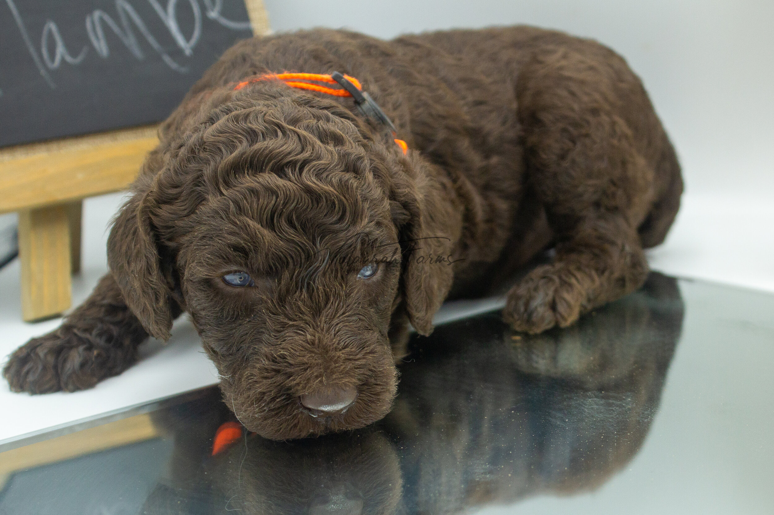 Flambe  Merle Small Standard Poodle Puppy -6.jpg