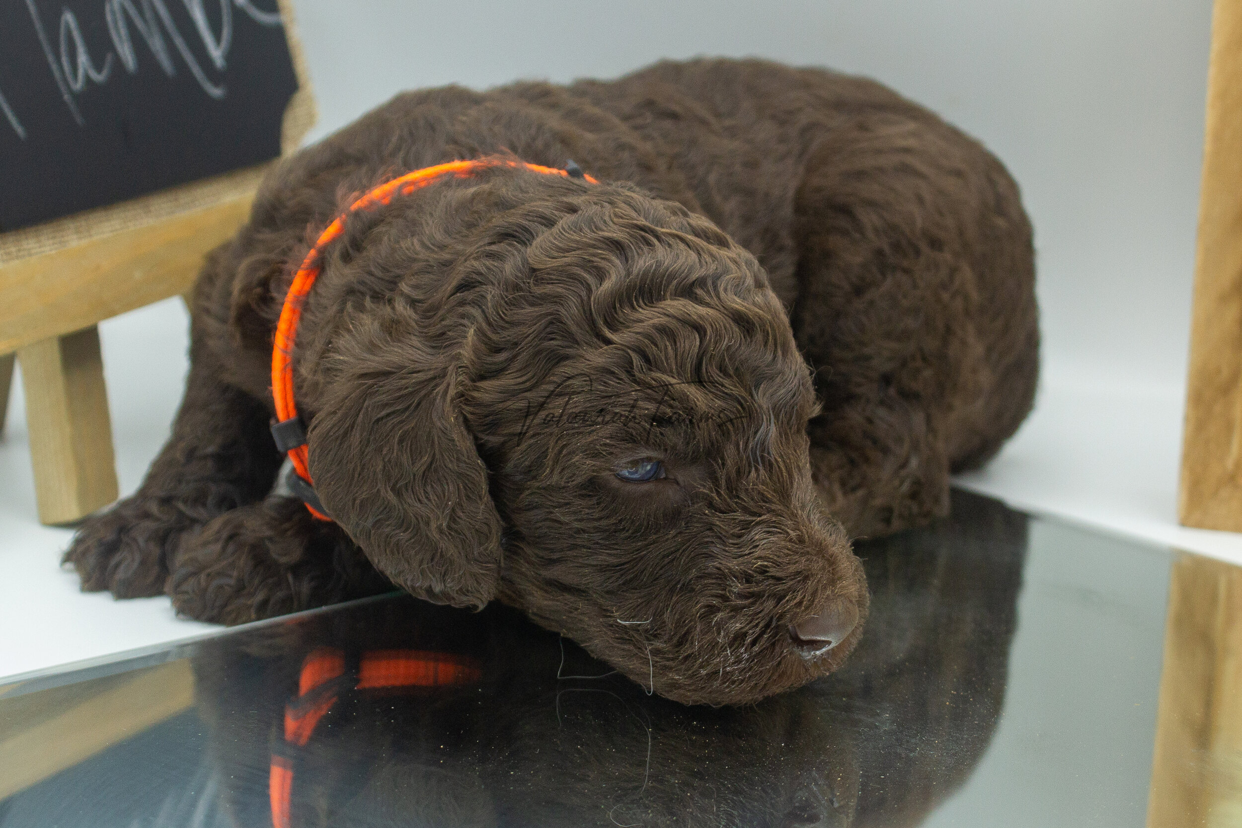 Flambe  Merle Small Standard Poodle Puppy -7.jpg