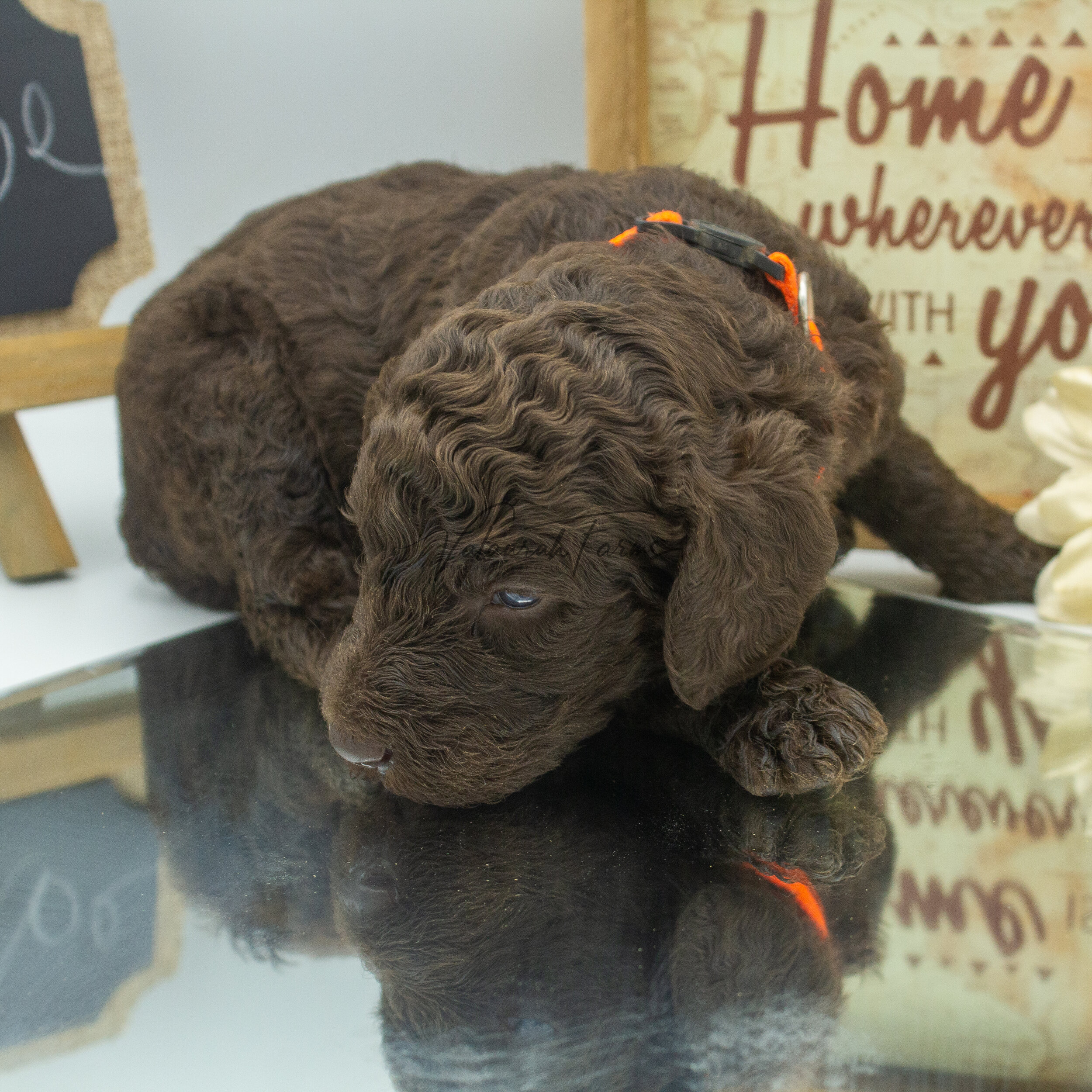Flambe  Merle Small Standard Poodle Puppy -9.jpg