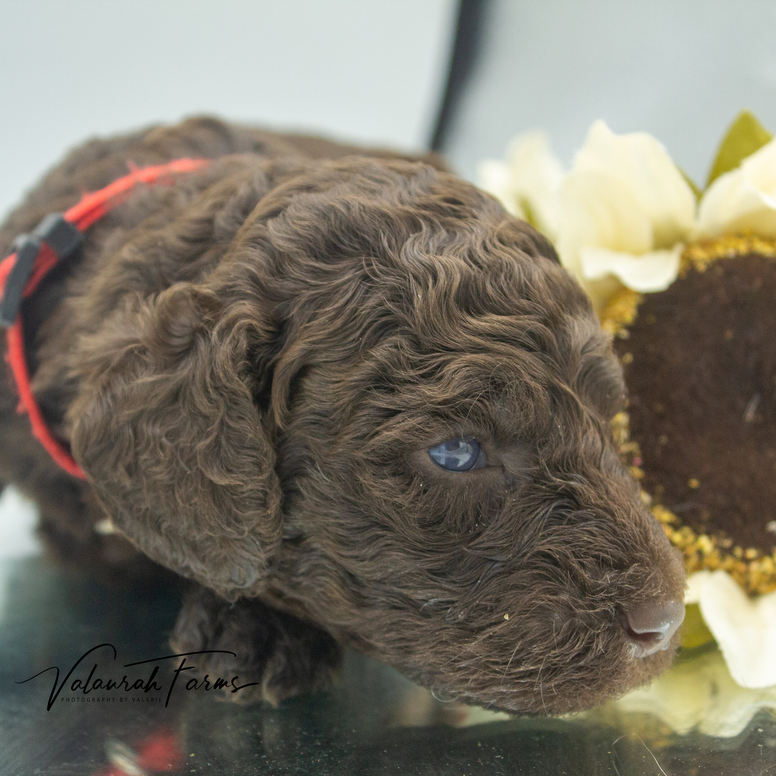 Foster  Merle Small Standard Poodle Puppy -1.jpg