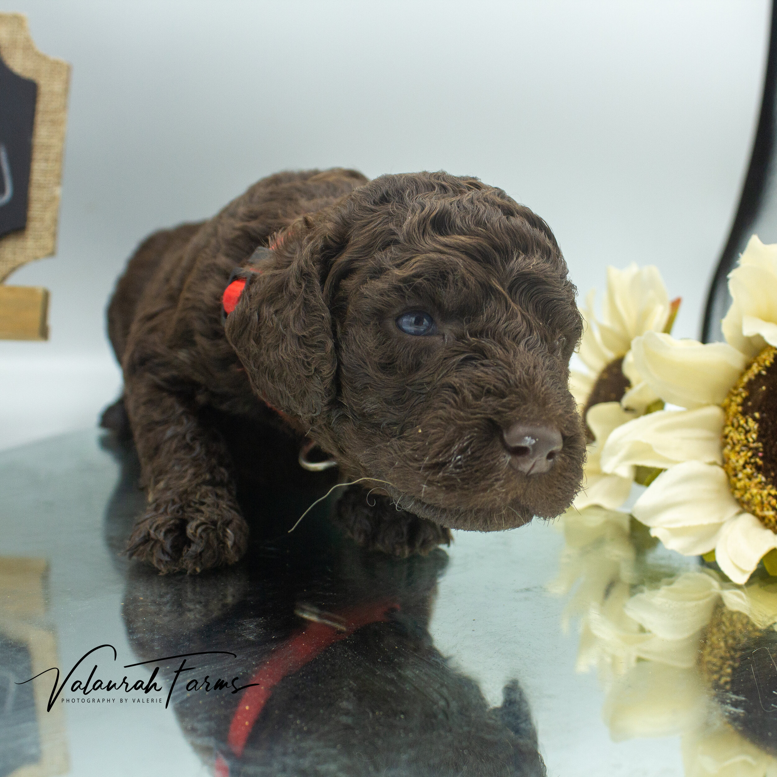 Foster  Merle Small Standard Poodle Puppy -3.jpg