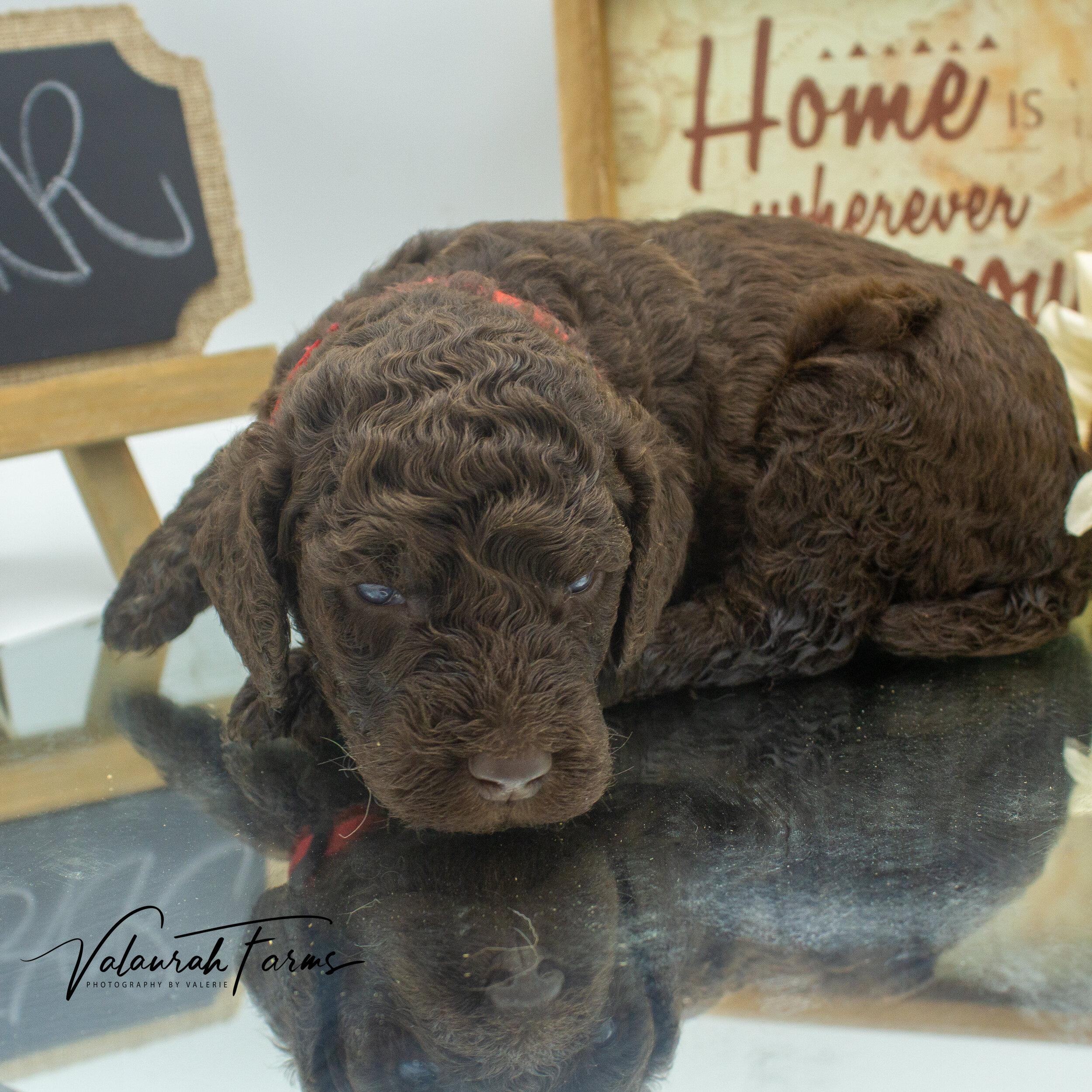 Foster  Merle Small Standard Poodle Puppy -4.jpg