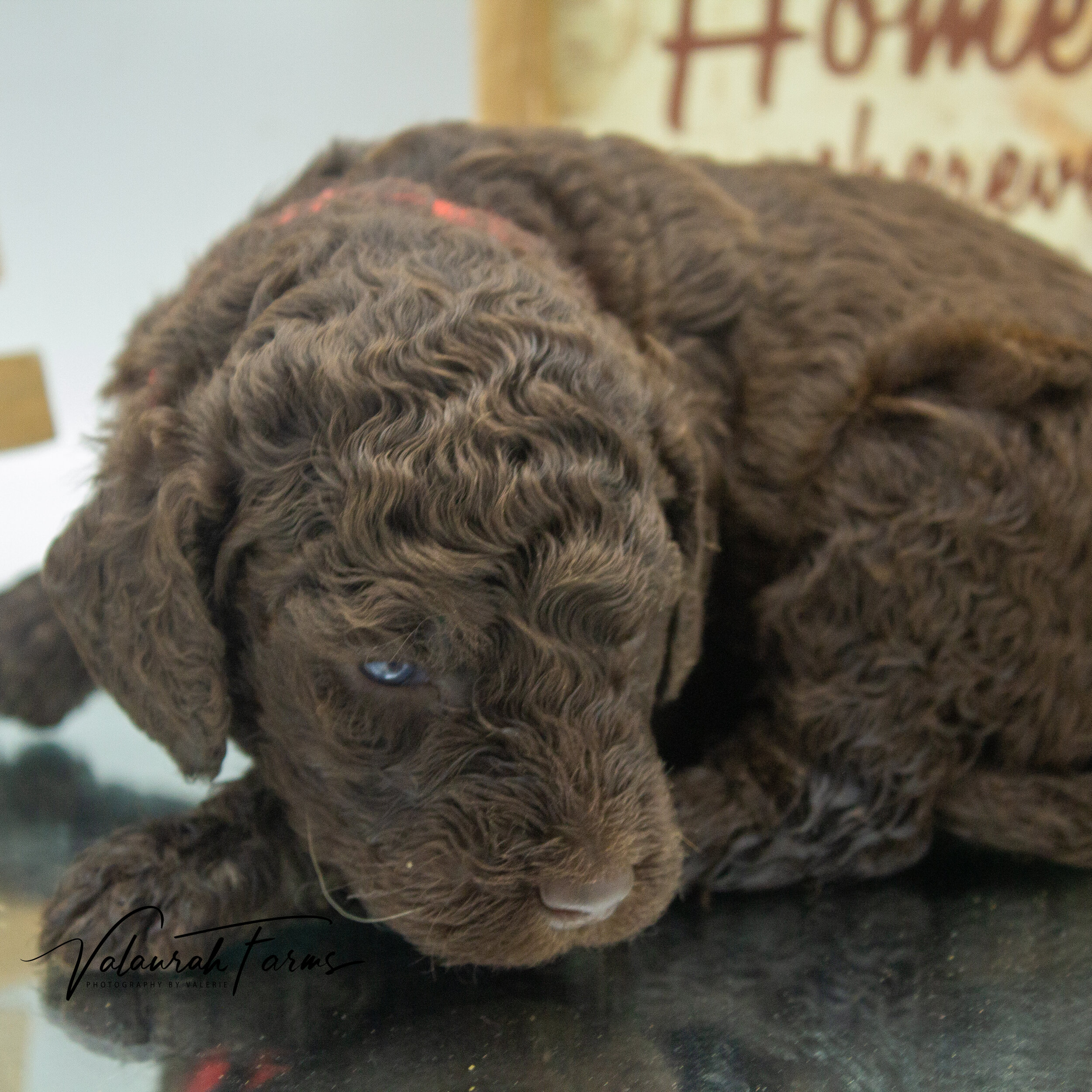 Foster  Merle Small Standard Poodle Puppy -6.jpg