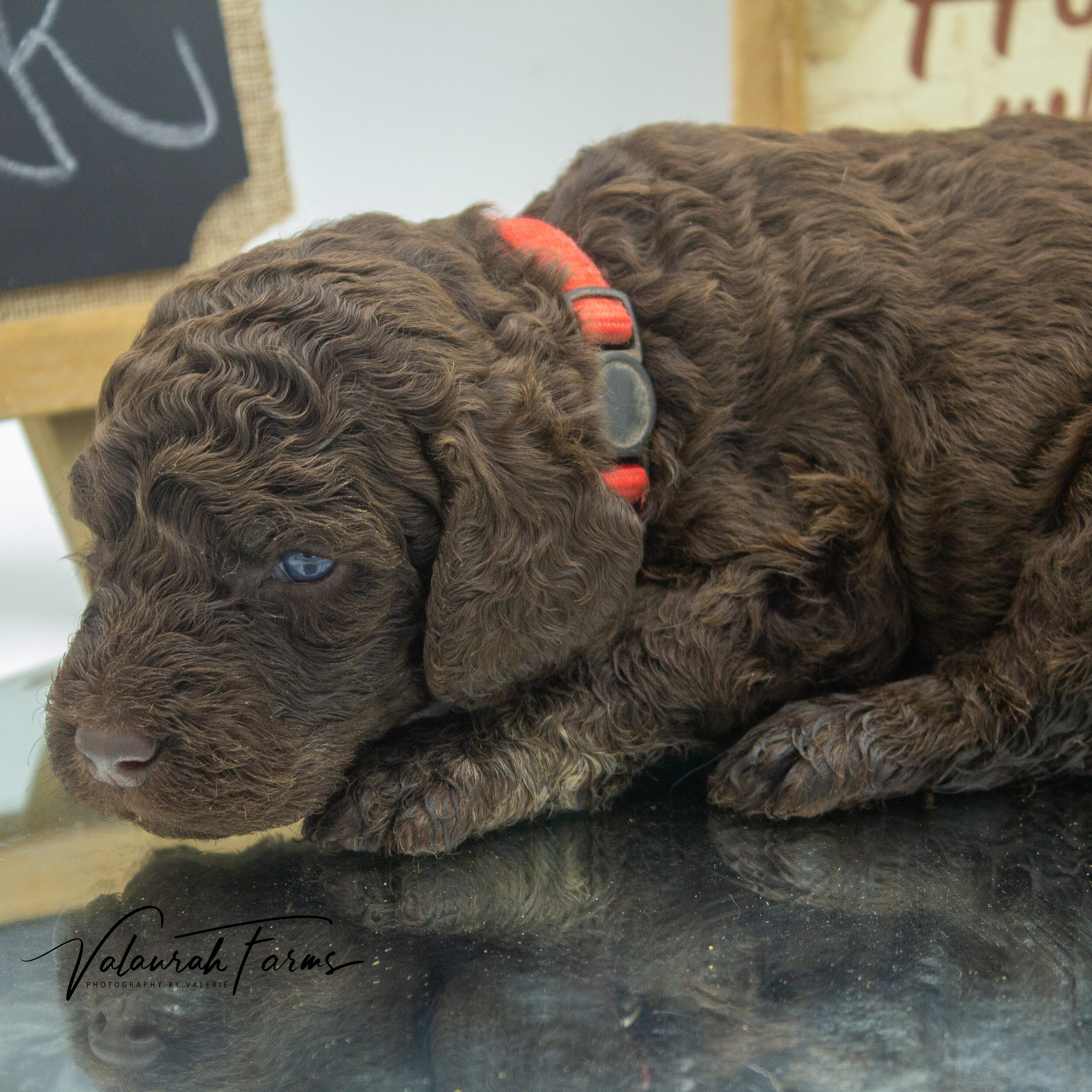 Foster  Merle Small Standard Poodle Puppy -7.jpg