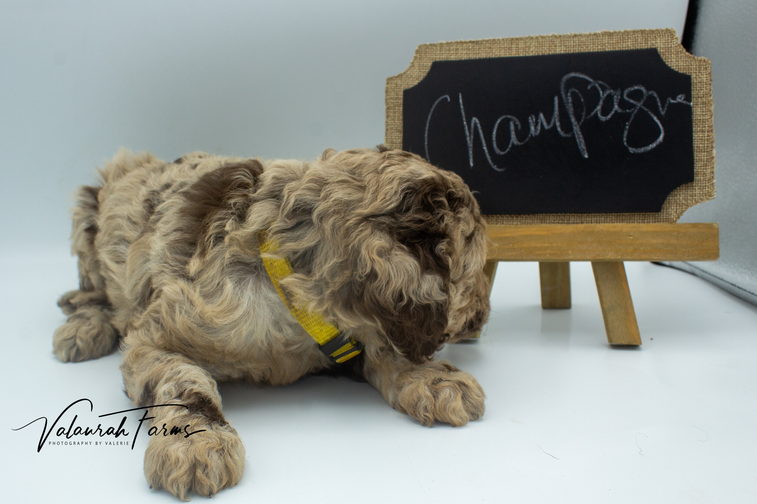 Champagne - Week 4 - Brown  Merle Small Standard Poodle-11.jpg