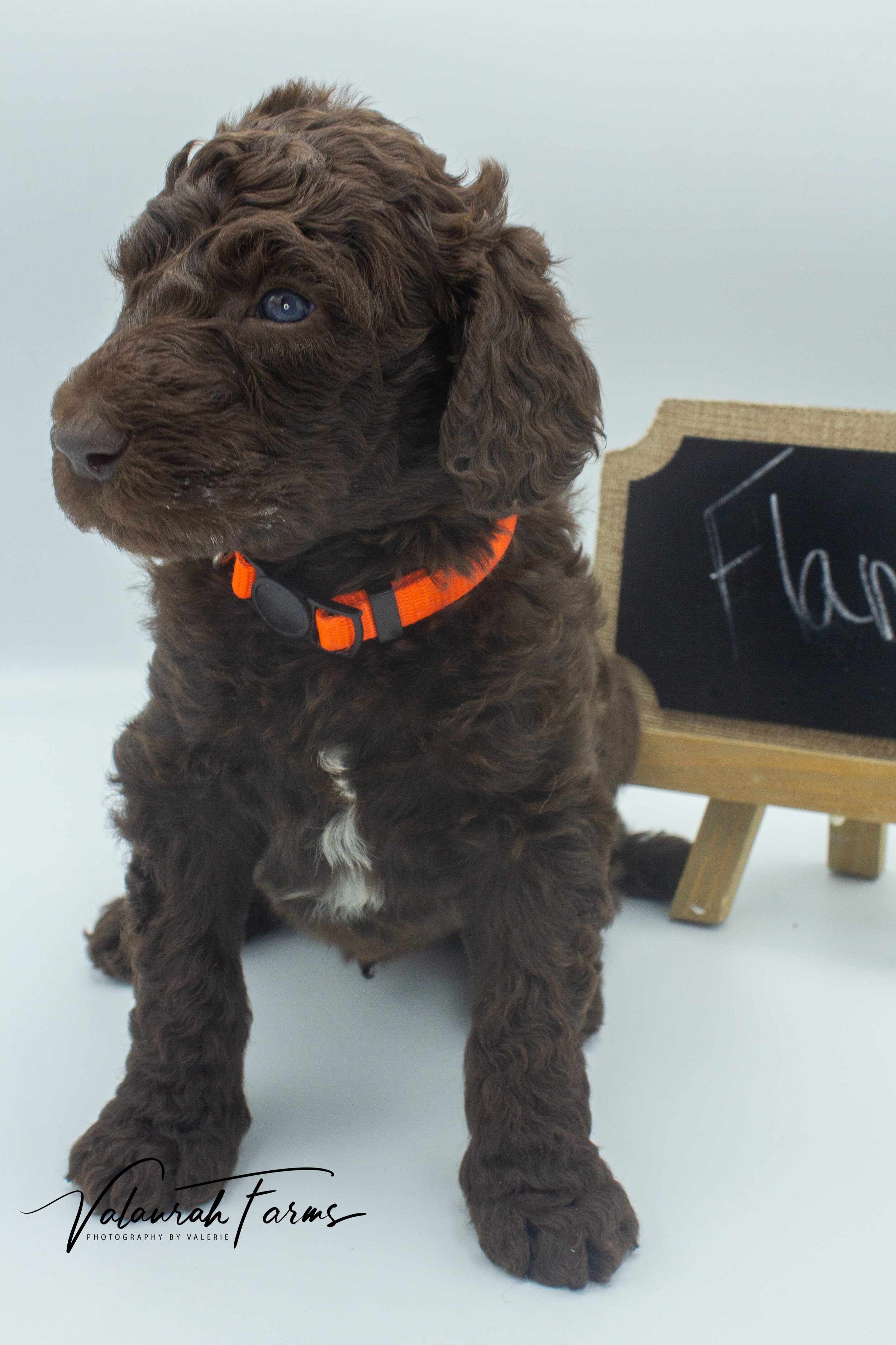 Flambe - Week 4 - Brown  Small Standard Poodle-03.jpg