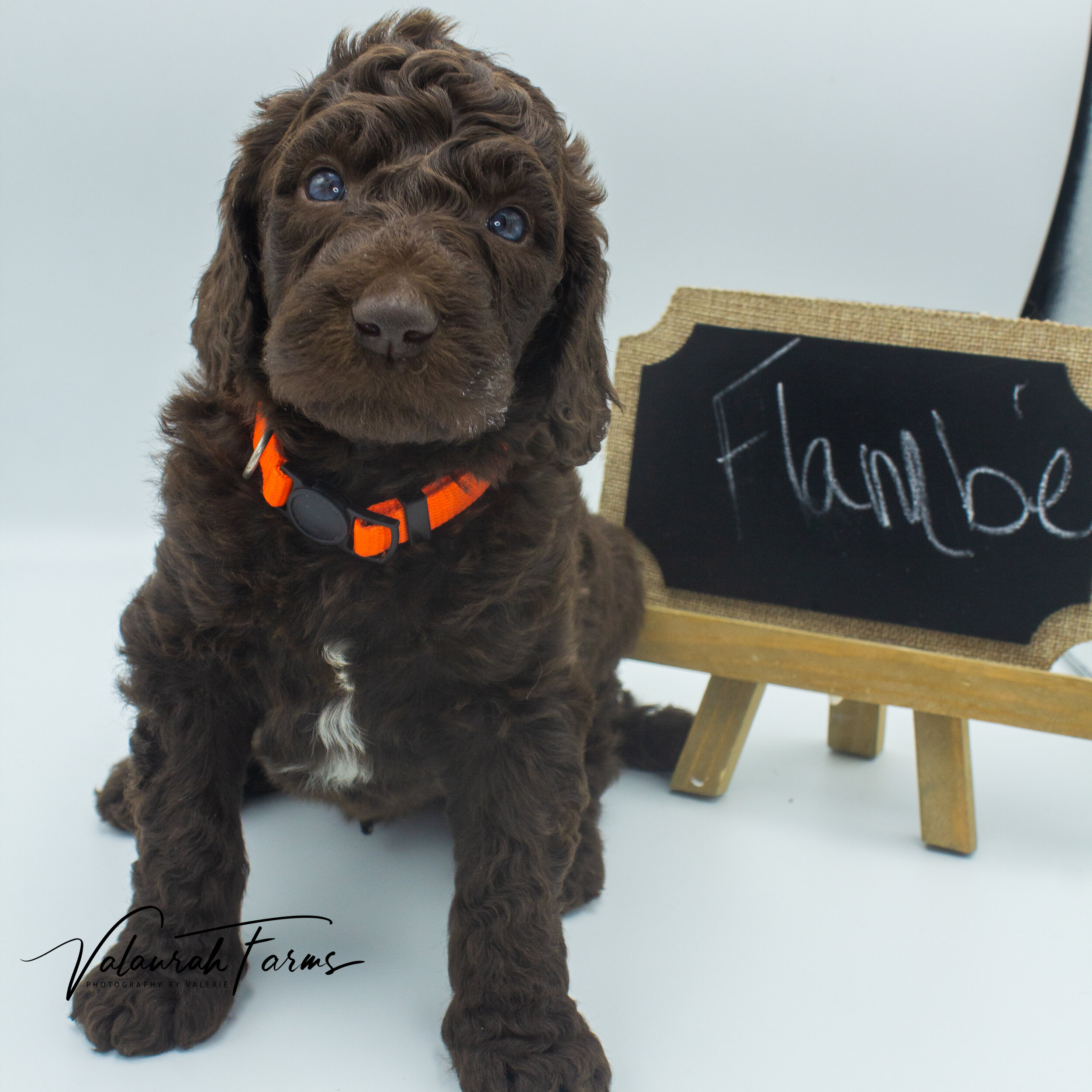 Flambe - Week 4 - Brown  Small Standard Poodle-04.jpg