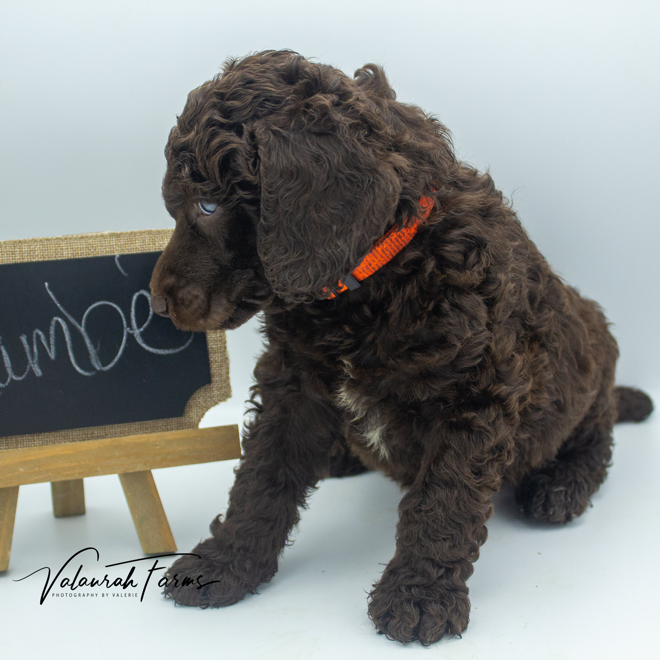 Flambe  Week 5 - Brown Standard Poodle-6.jpg