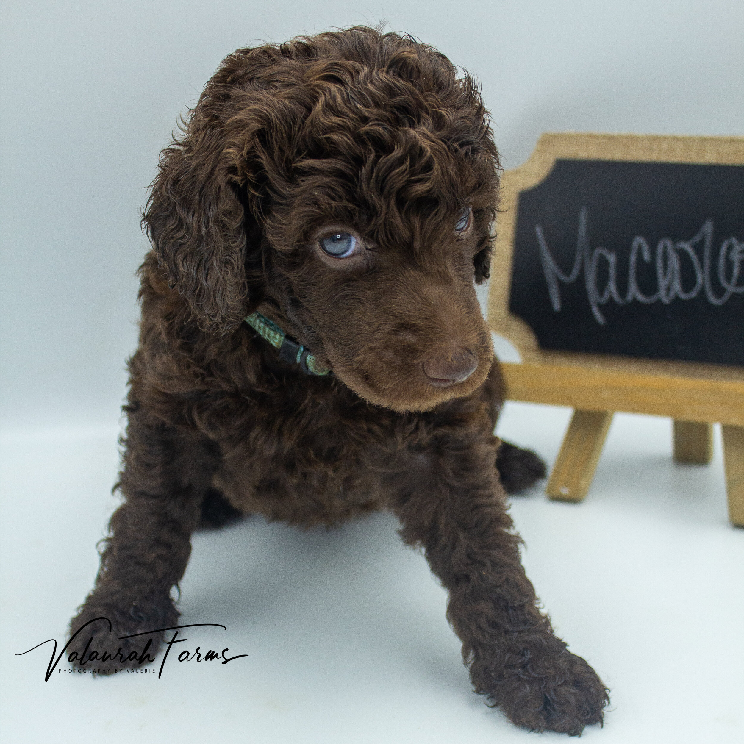 Macaroon  Week 5 - Brown Standard Poodle-2.jpg