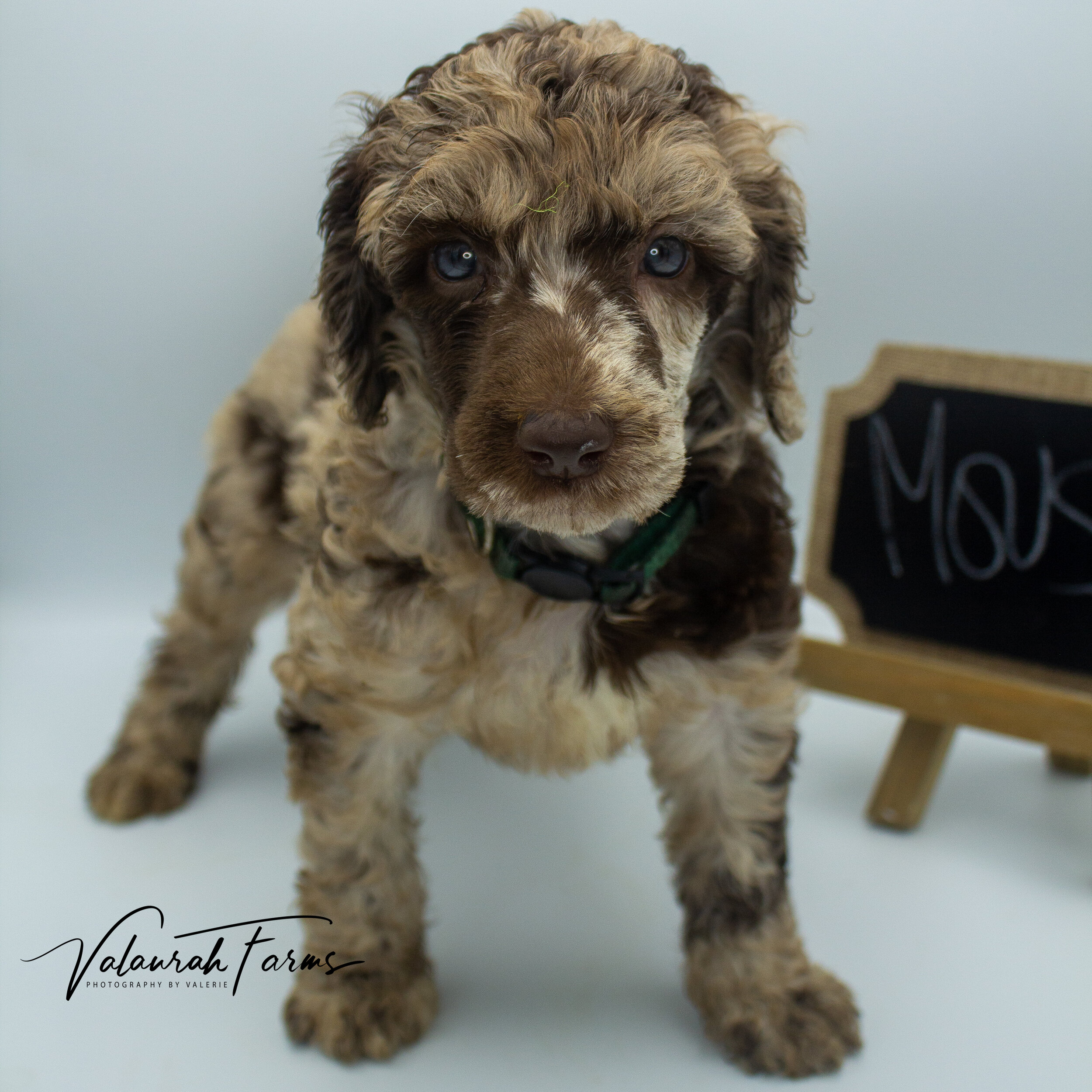 Mousse Week 5 - Merle Standard Poodle-1.jpg