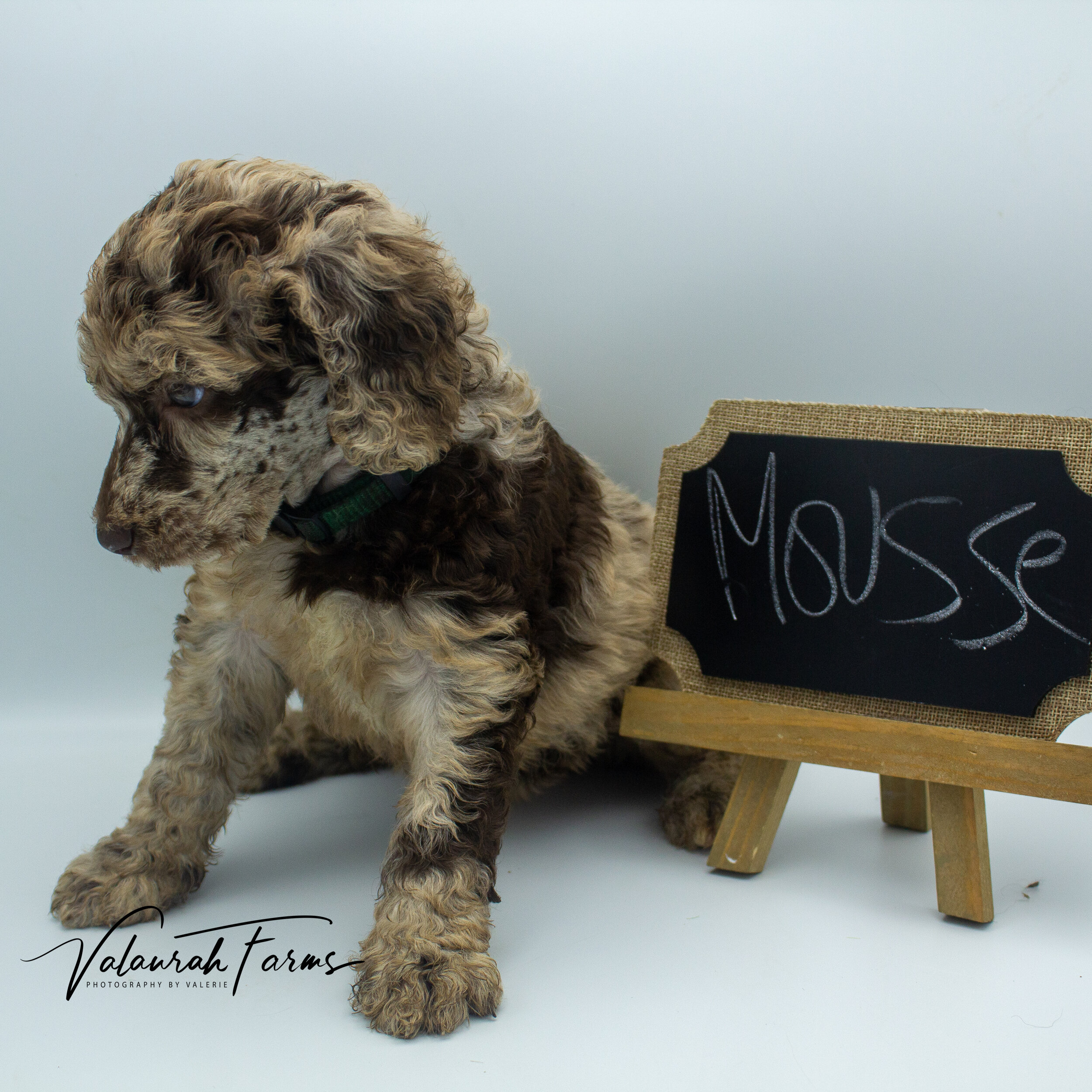 Mousse Week 5 - Merle Standard Poodle-6.jpg