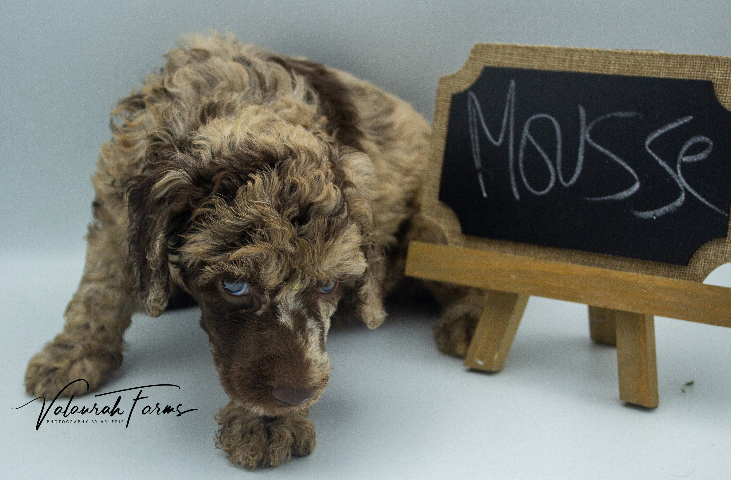 Mousse Week 5 - Merle Standard Poodle-8.jpg