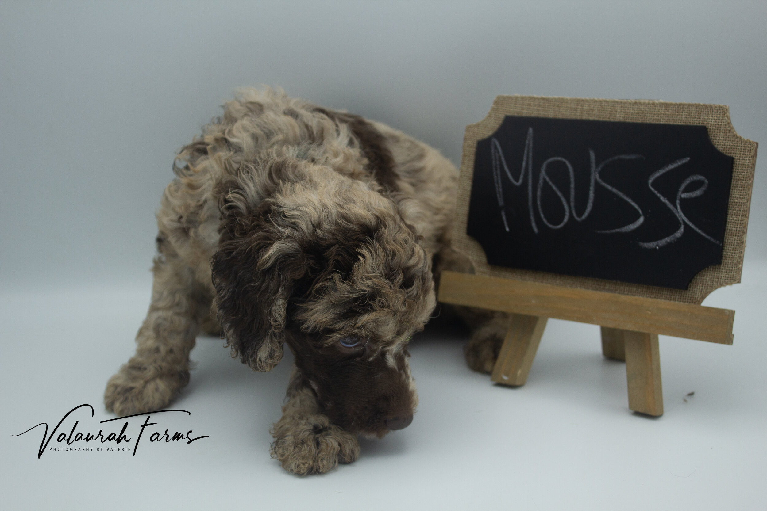 Mousse Week 5 - Merle Standard Poodle-9.jpg