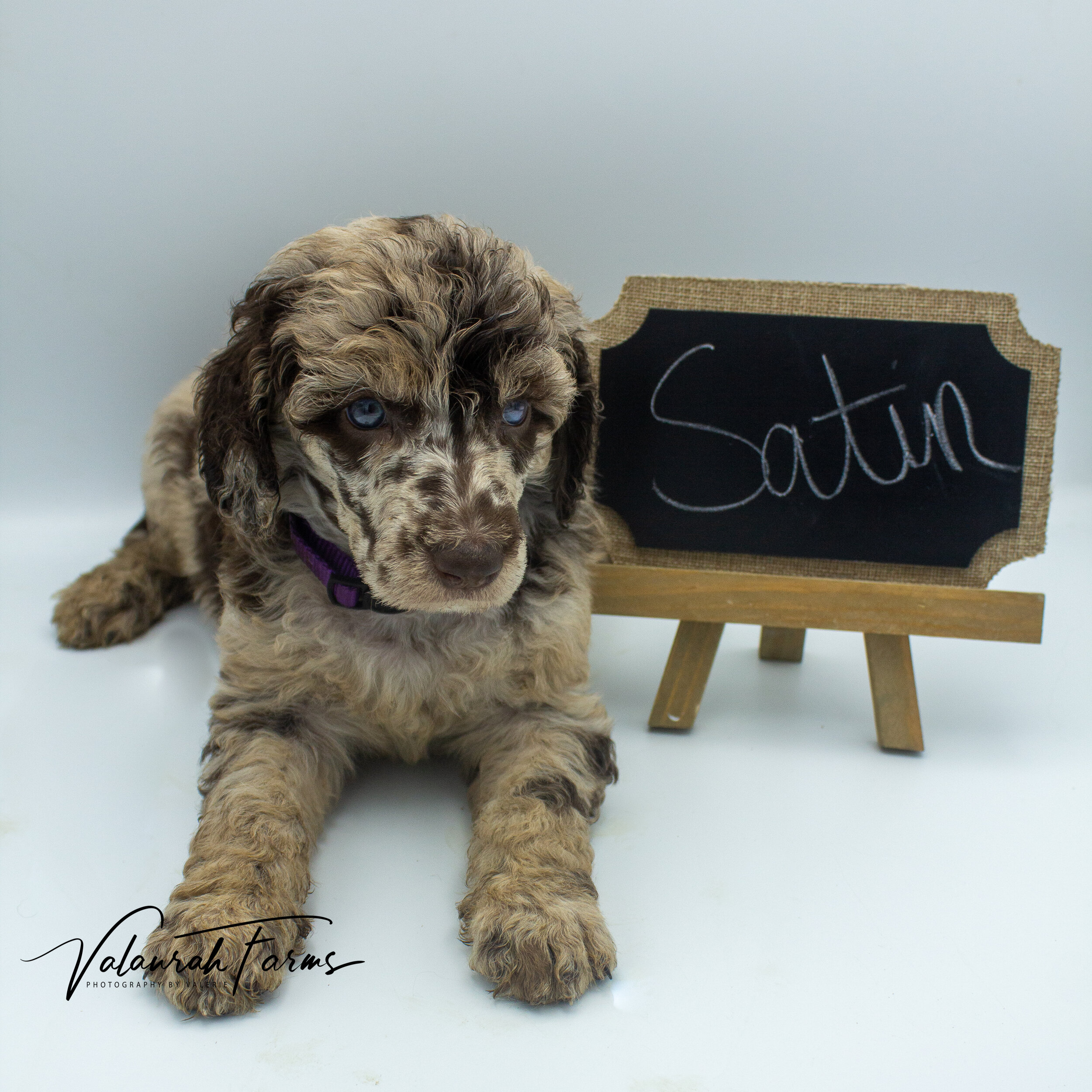 Satin Week 5 - Merle Standard Poodle-6.jpg