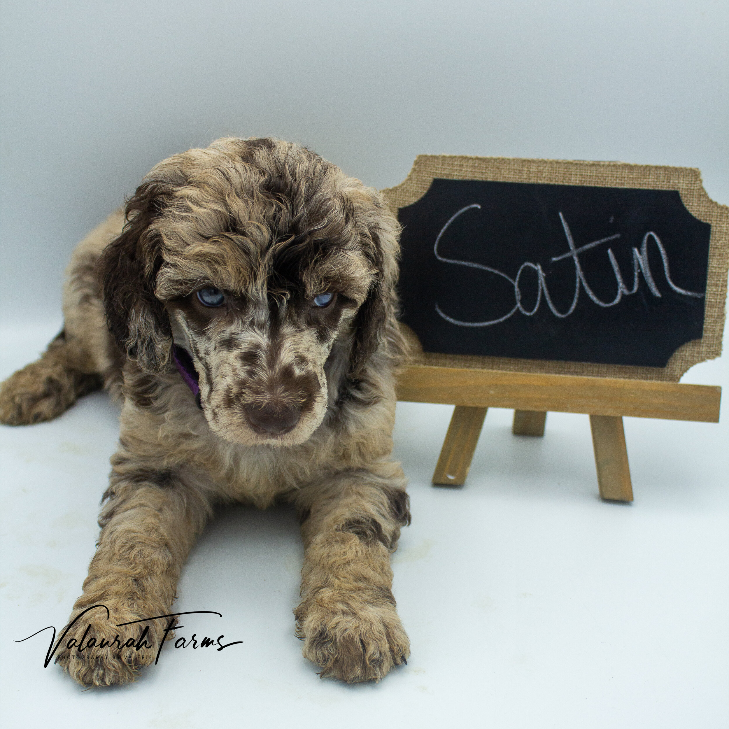 Satin Week 5 - Merle Standard Poodle-7.jpg