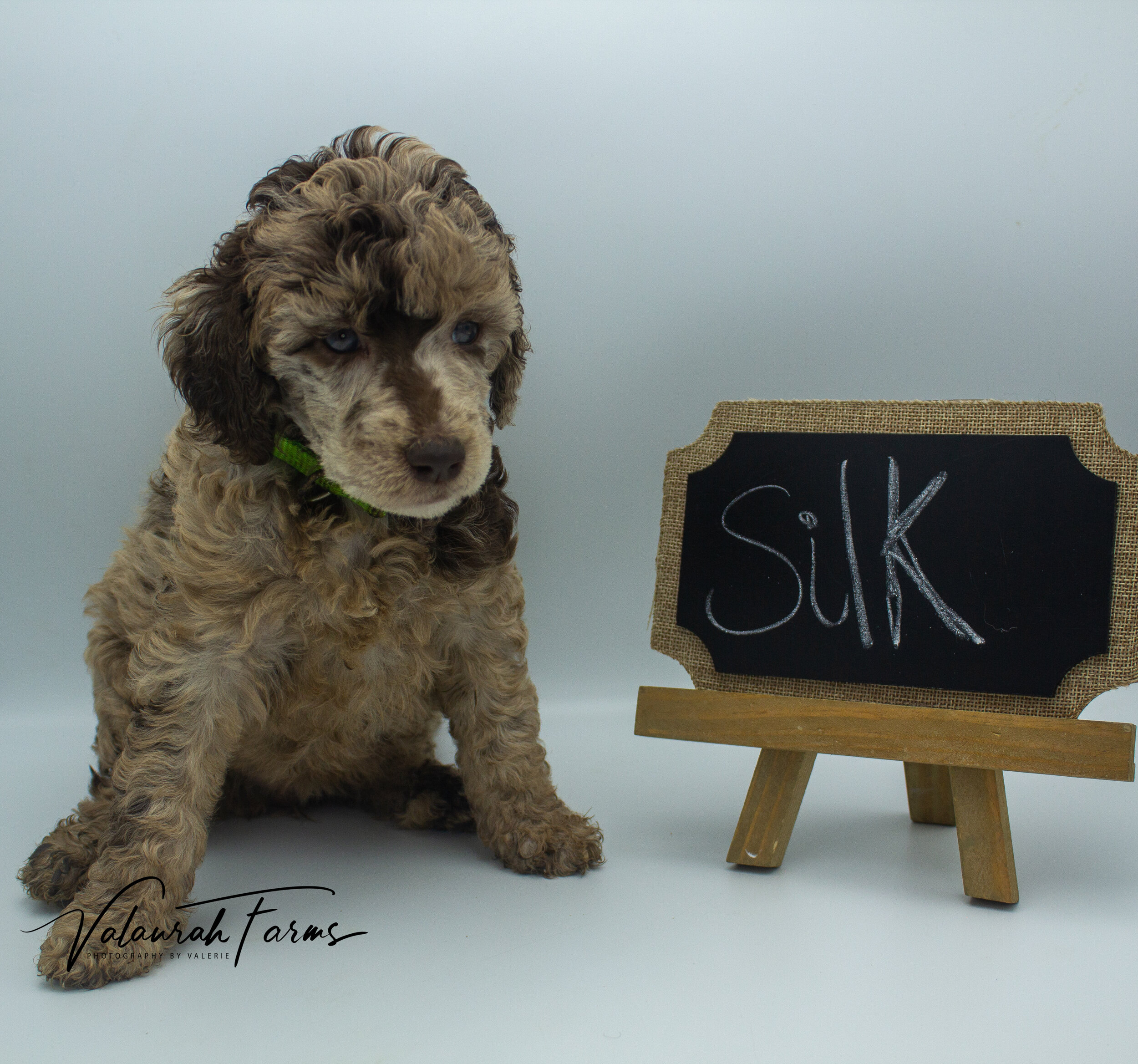 Silk  Week 5 - Brown S`tandard Poodle-2.jpg