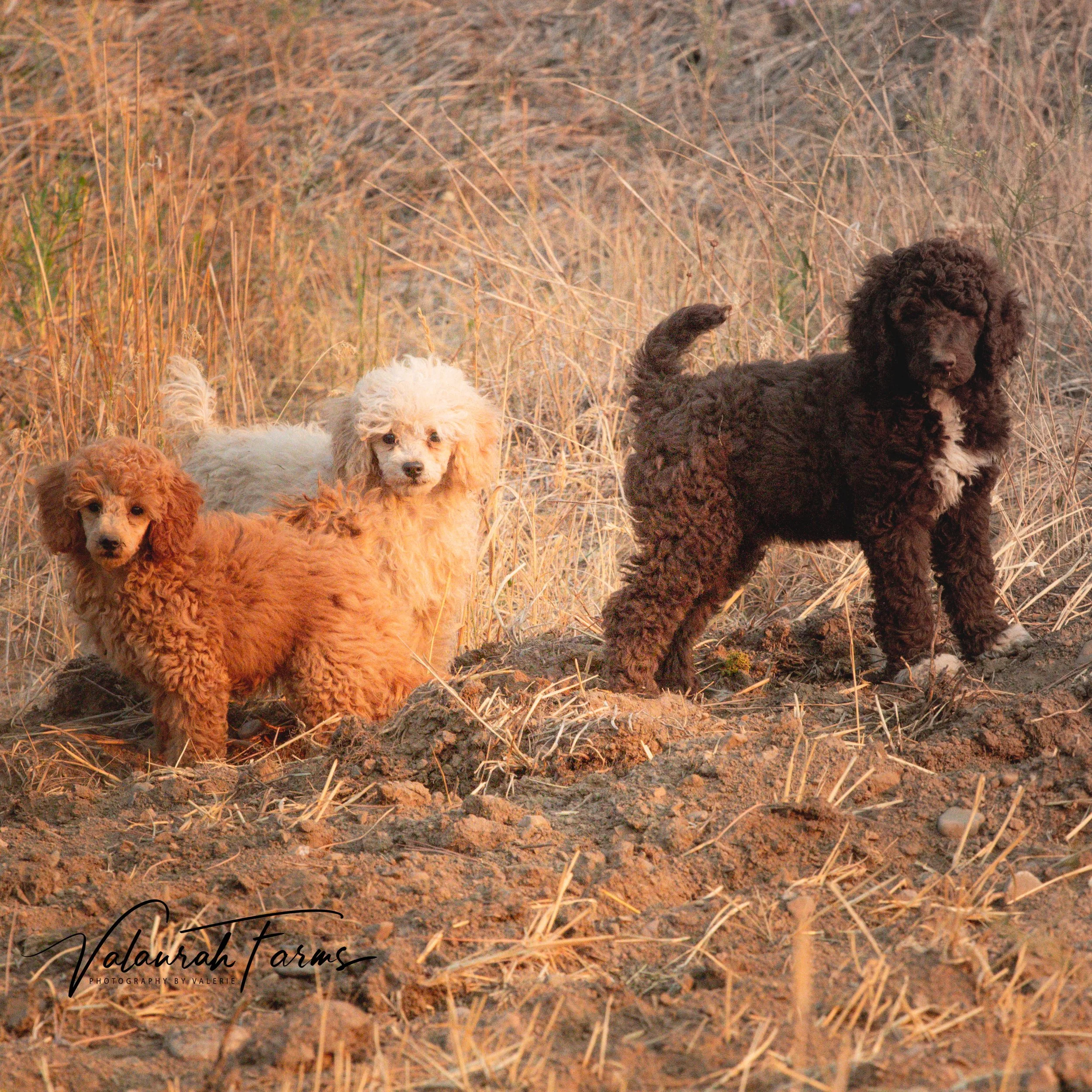 buy standard poodle puppy