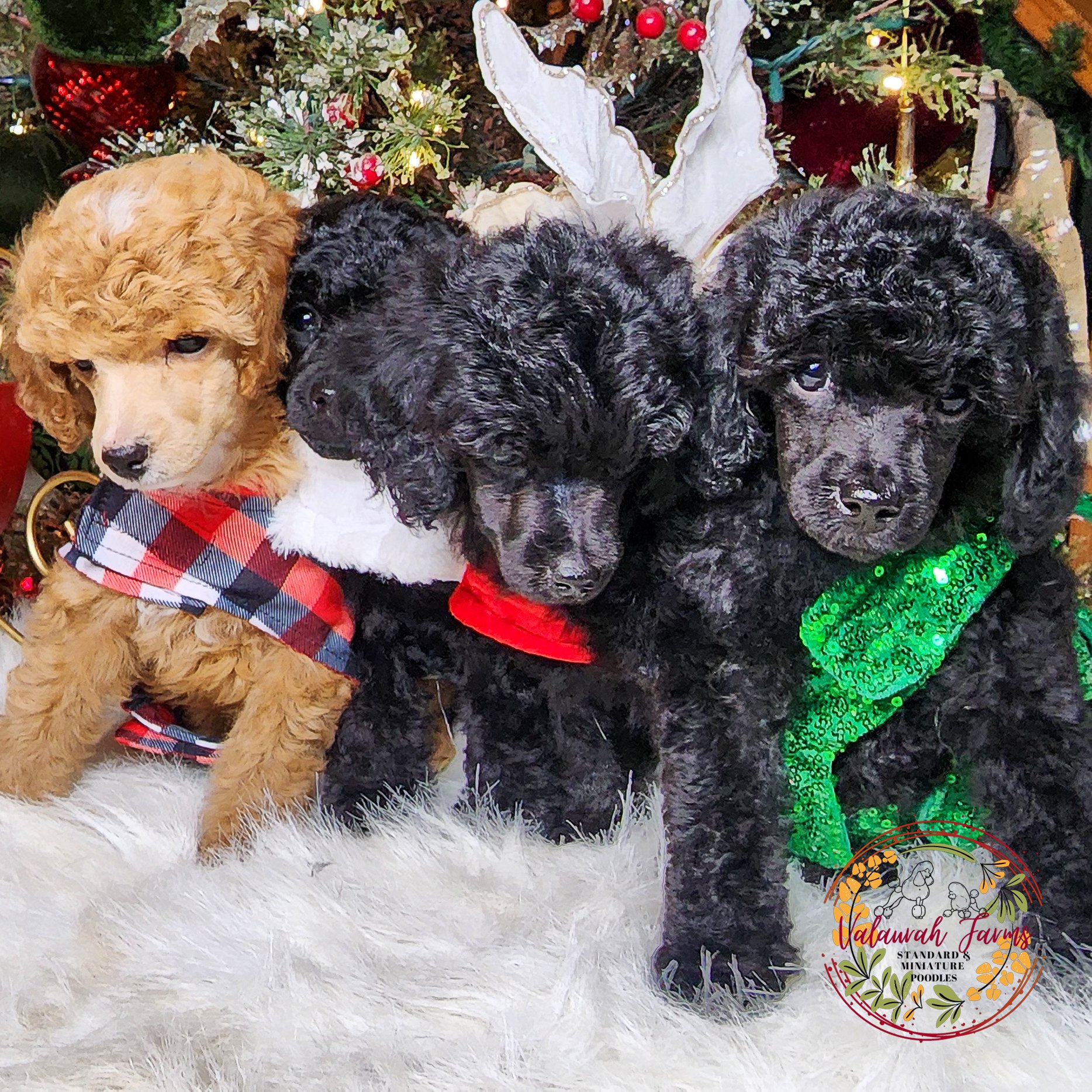 Prince Toy Poodle Stud Located In