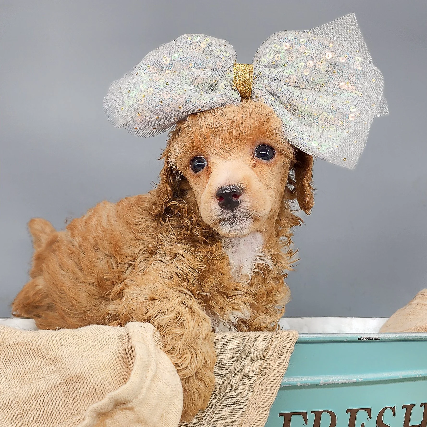 Prince Toy Poodle Stud located in Spokane Available for Stud Service