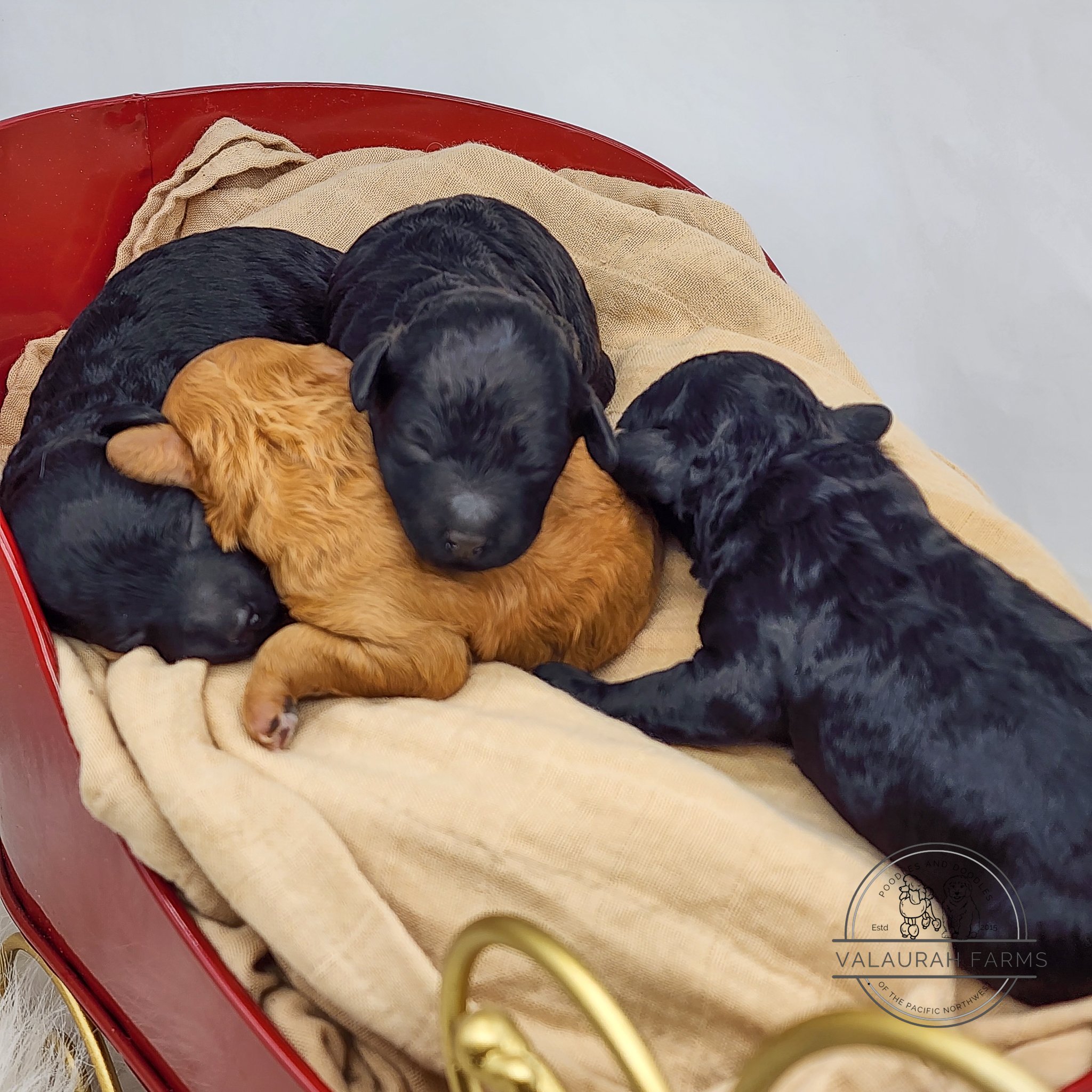 Skye Puppies-02.jpg