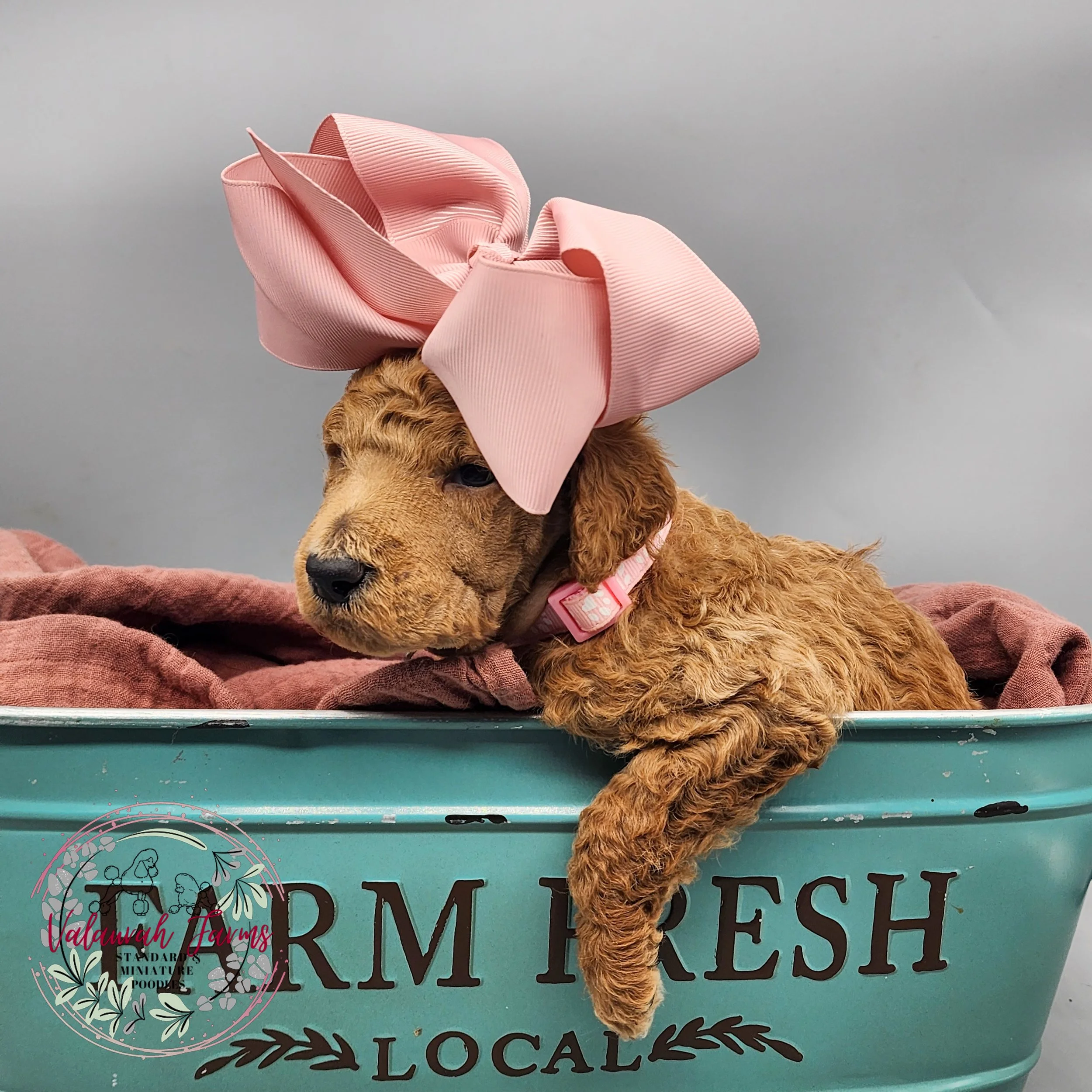 Jessica Rabbit - 3 Weeks-10.jpg