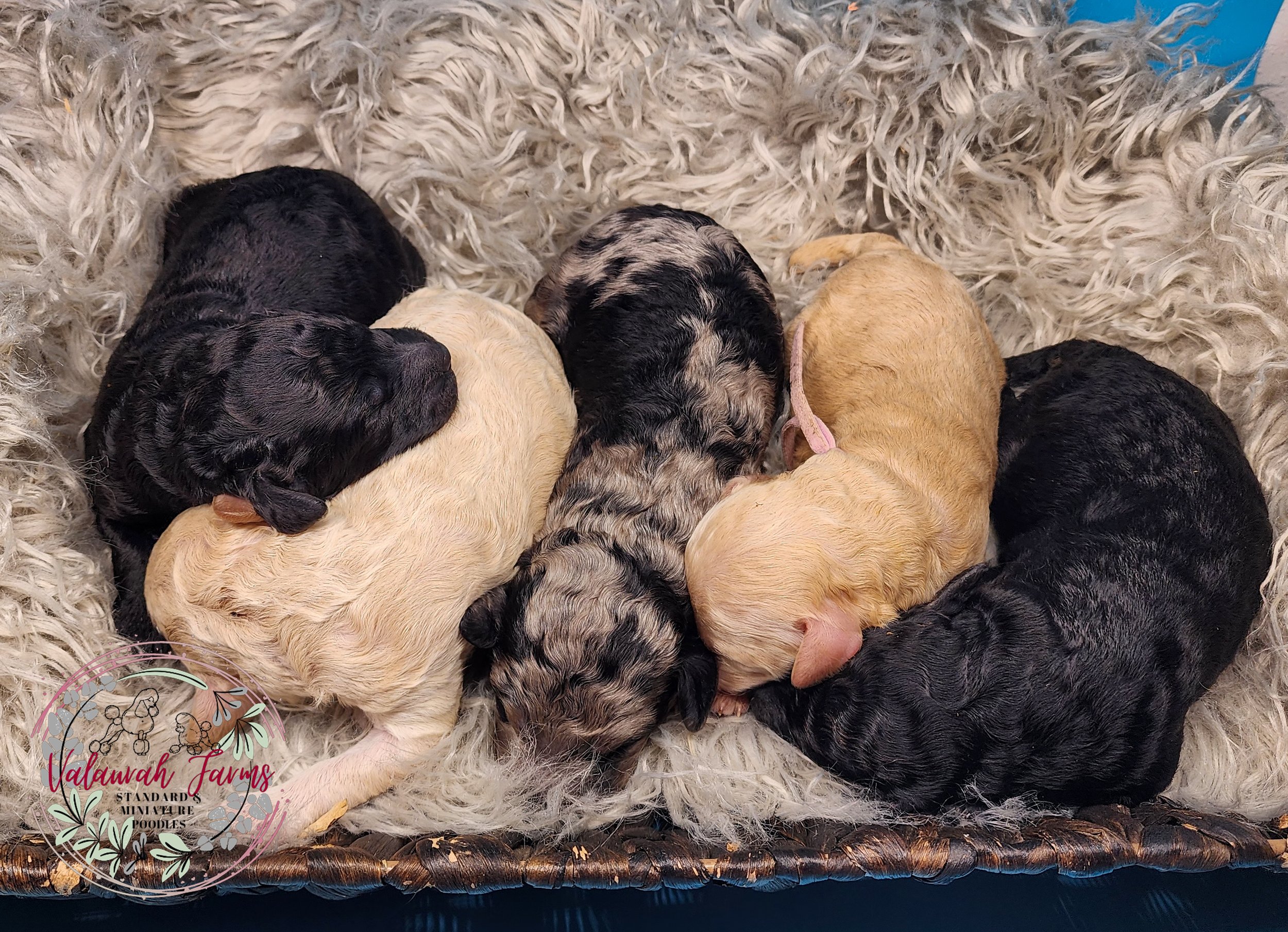 Snix Puppies-03.jpg