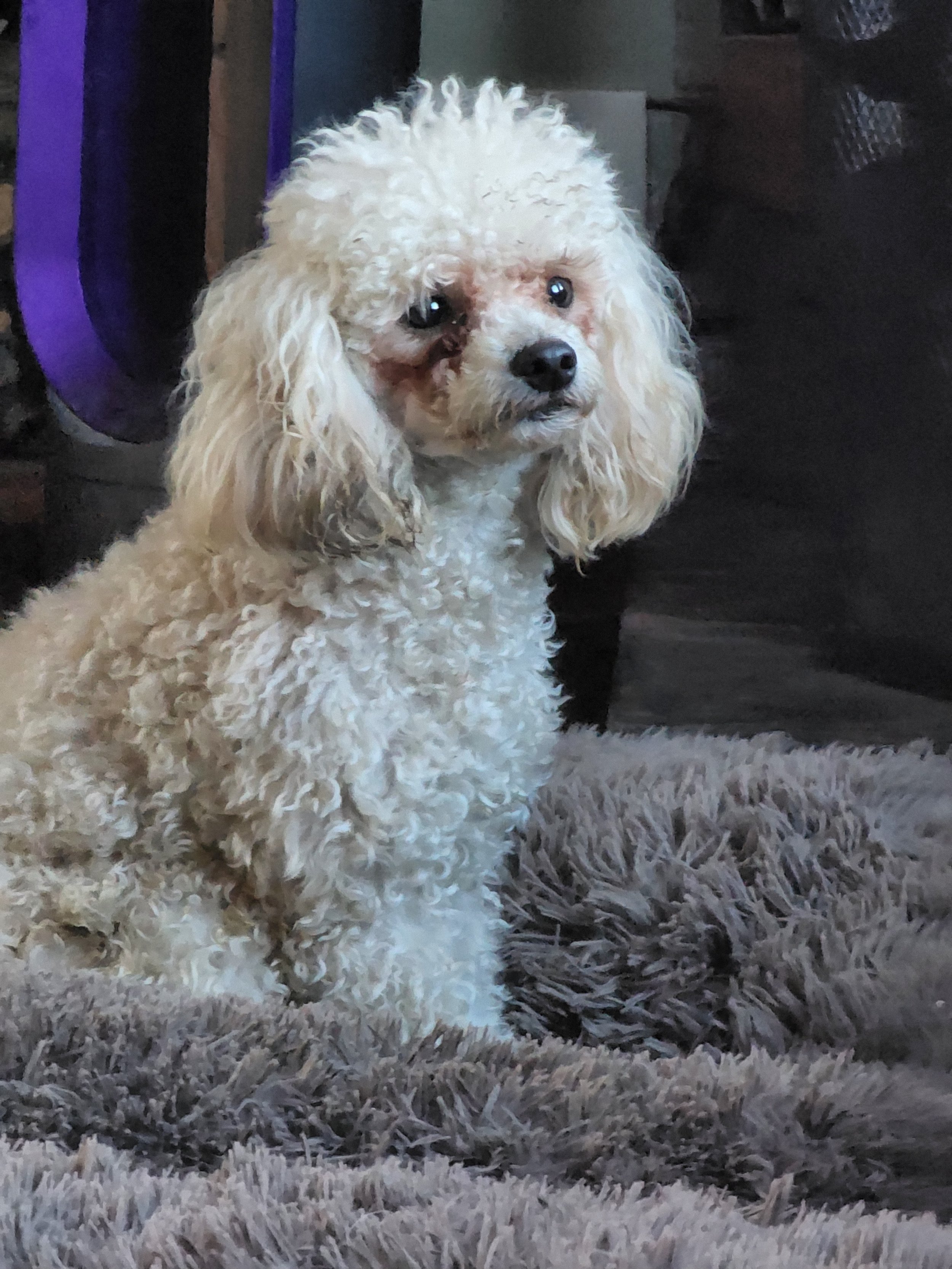 New England Miniature Poodles For Rescue New England Miniature