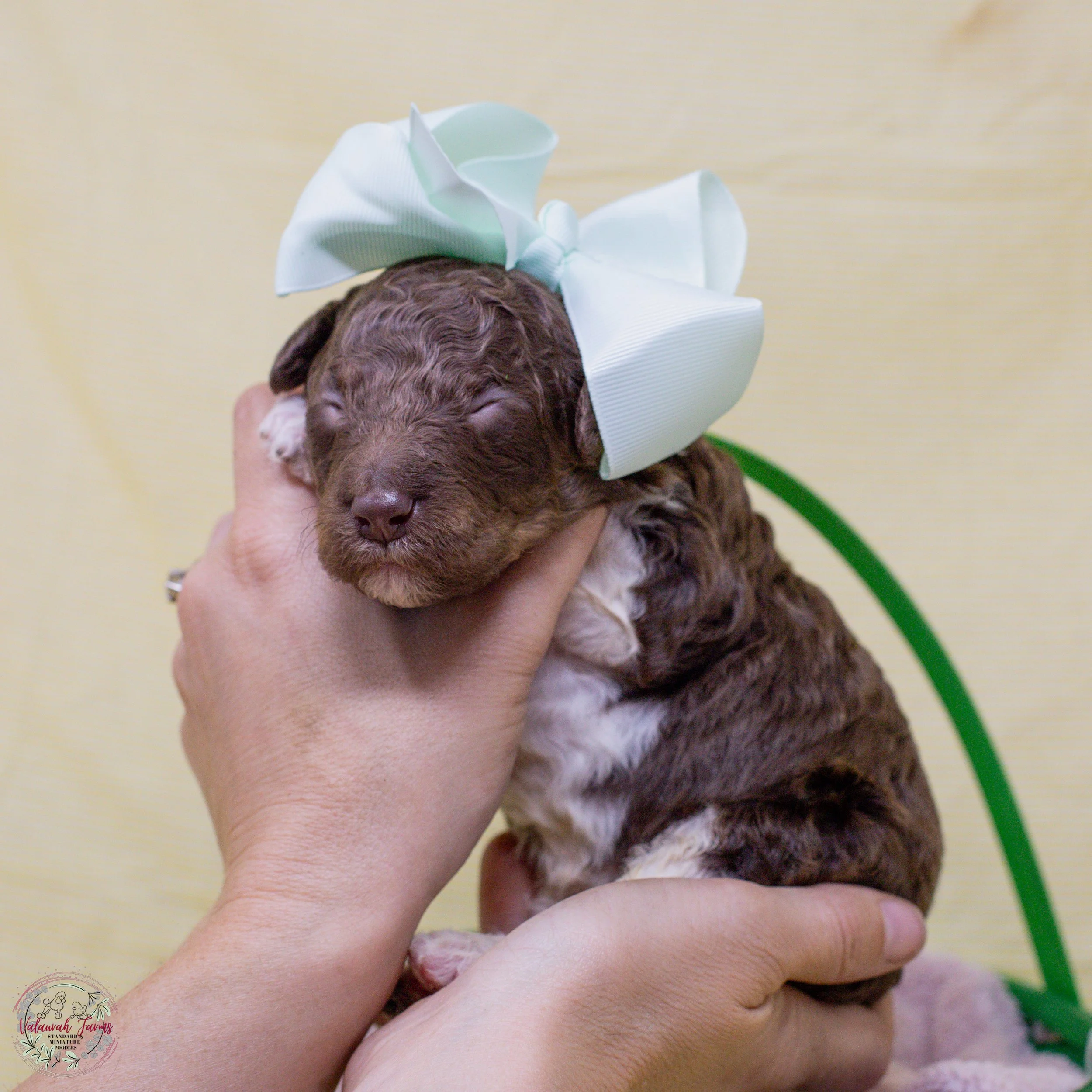 Anne Bonney - 2 Weeks-01.jpg