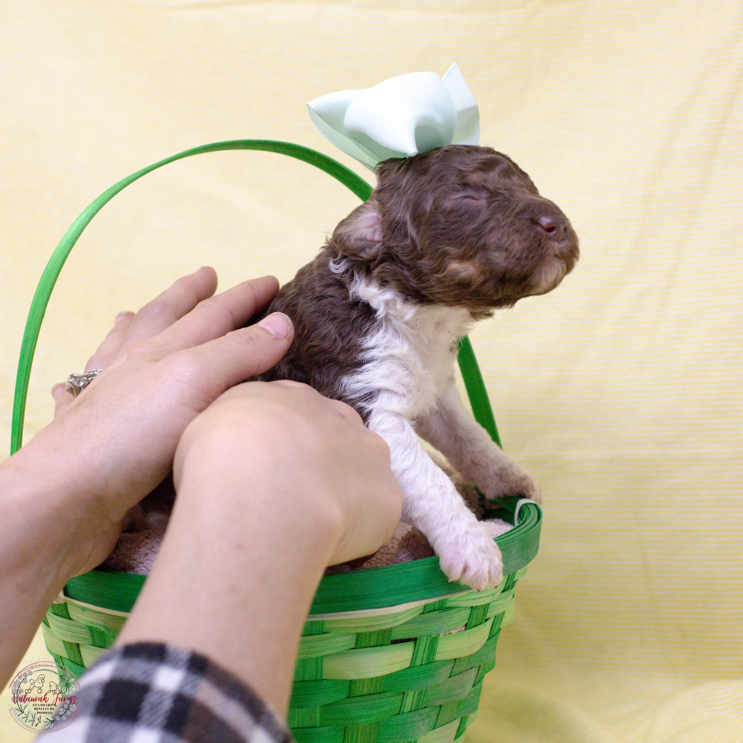 Anne Bonney - 2 Weeks-10.jpg